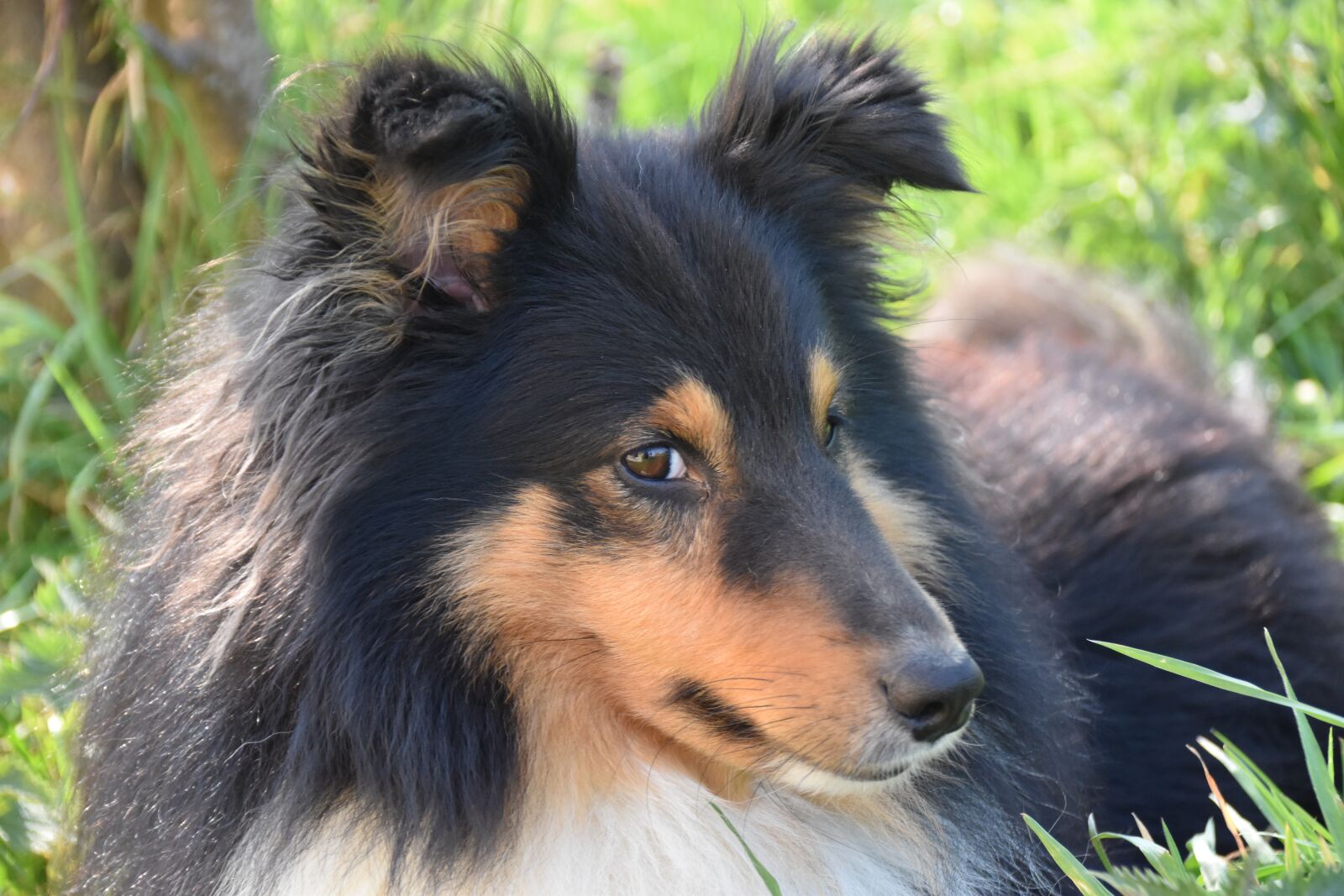 Nikon D5600 sample photo. Dog, dog shetland sheepdog photography