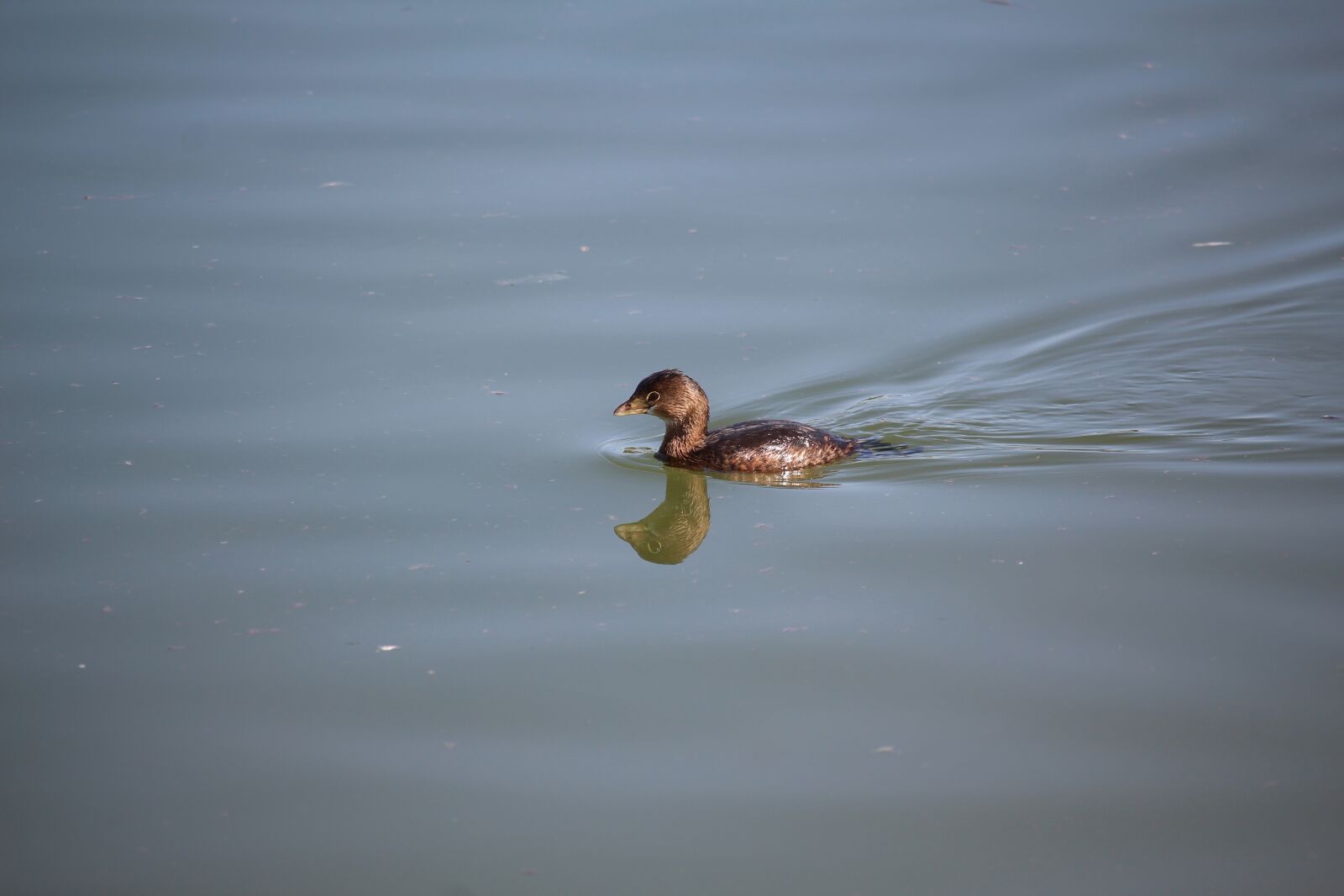 Canon EOS 700D (EOS Rebel T5i / EOS Kiss X7i) sample photo. Water, lake, duck photography