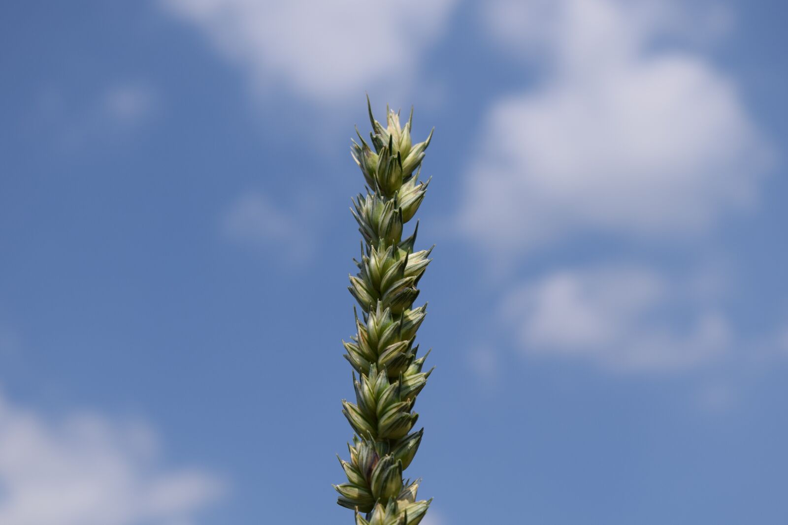 Nikon D3300 sample photo. Wheat, sky, grain photography