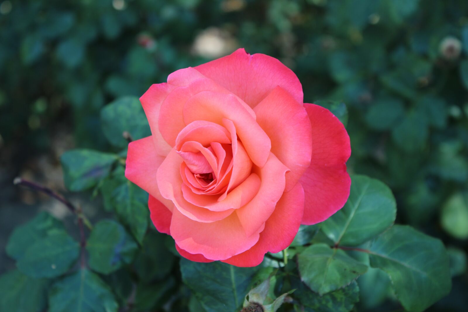Canon EOS 600D (Rebel EOS T3i / EOS Kiss X5) sample photo. Rose, pink, flower photography