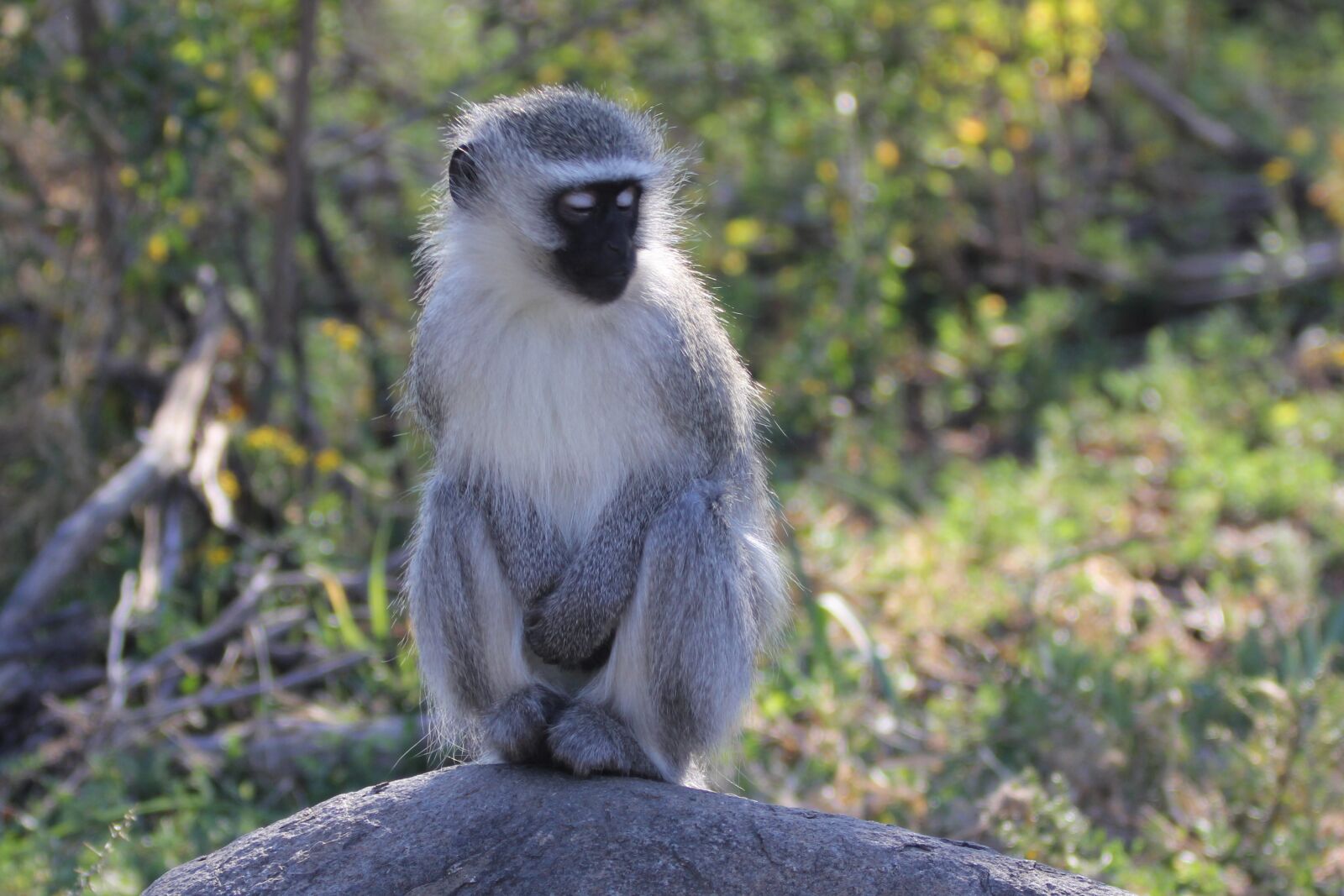 Canon EF 70-200mm F2.8L IS II USM sample photo. Blue, monkey, wild photography