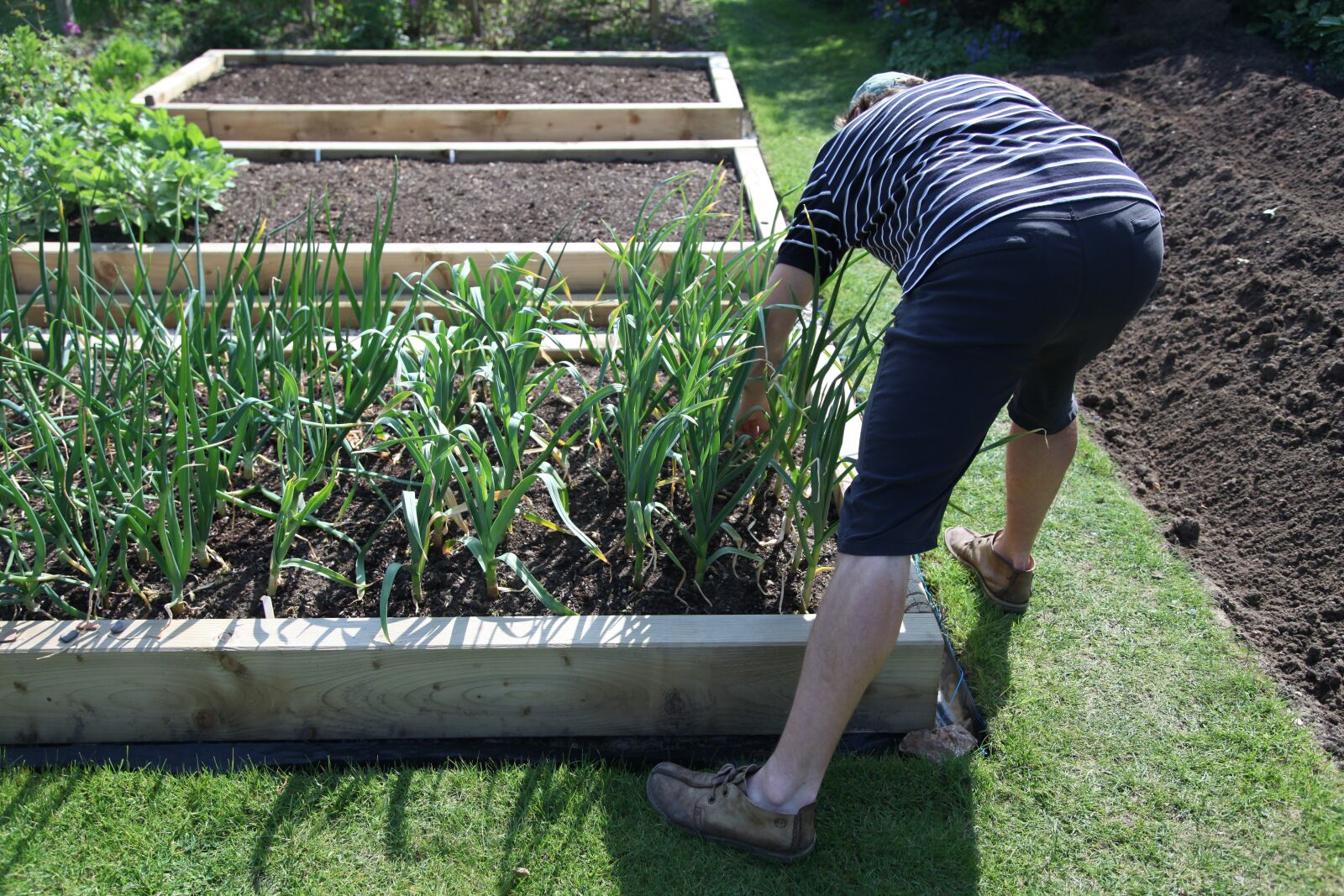 Canon EOS 5D Mark II sample photo. Garlic, home, gardening photography