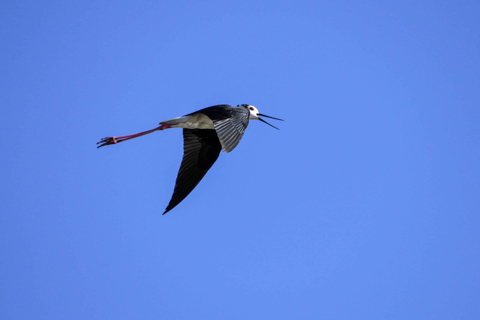 Nikon D500 sample photo. Wildlife, nature, flight, bird photography