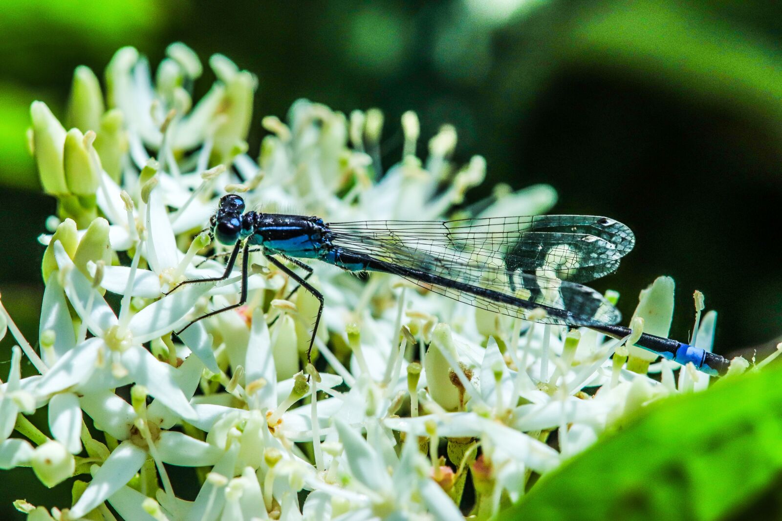 Canon EOS 200D (EOS Rebel SL2 / EOS Kiss X9) sample photo. Common cup bridesmaid, dragonfly photography