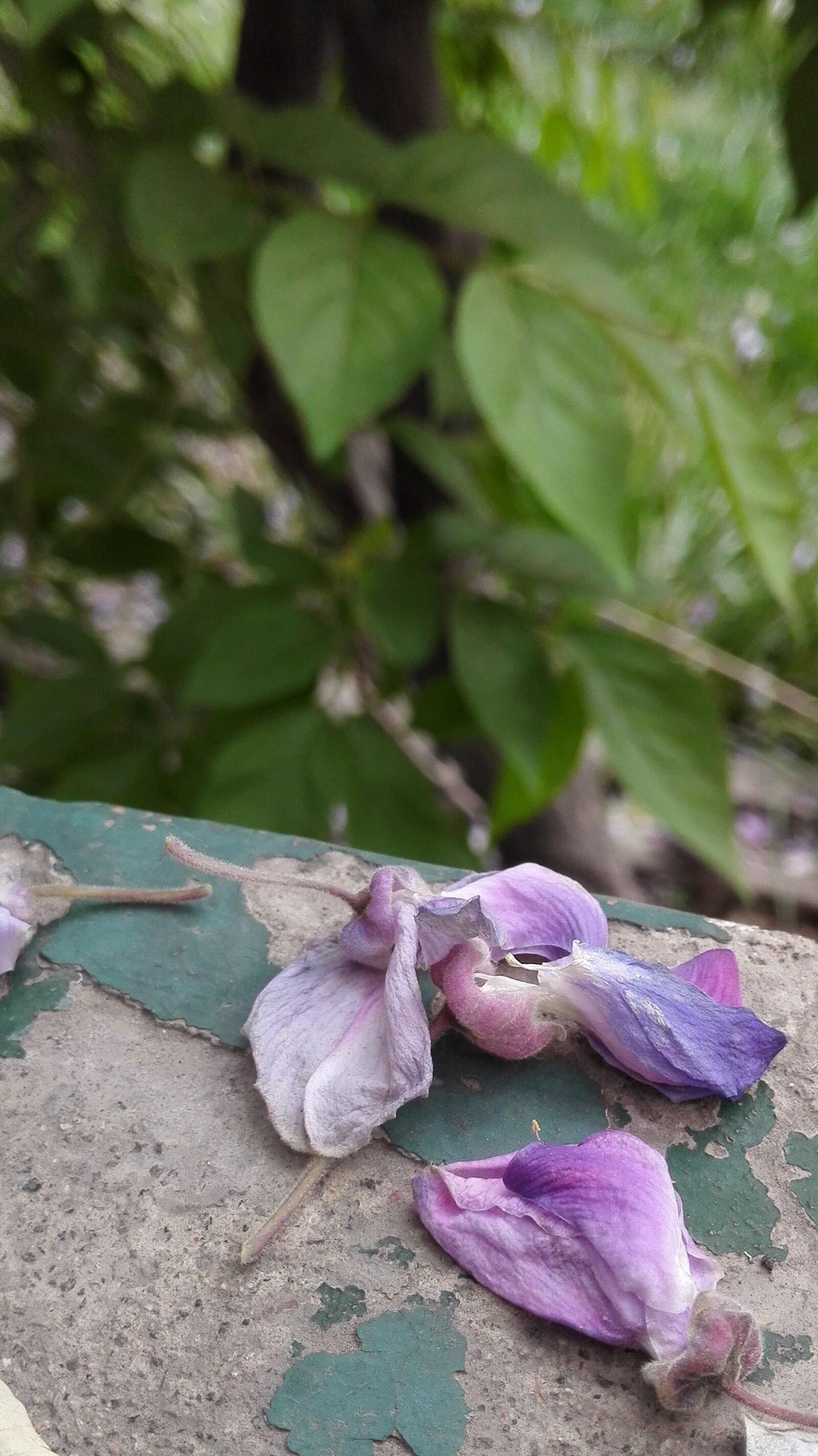 HUAWEI H60-L01 sample photo