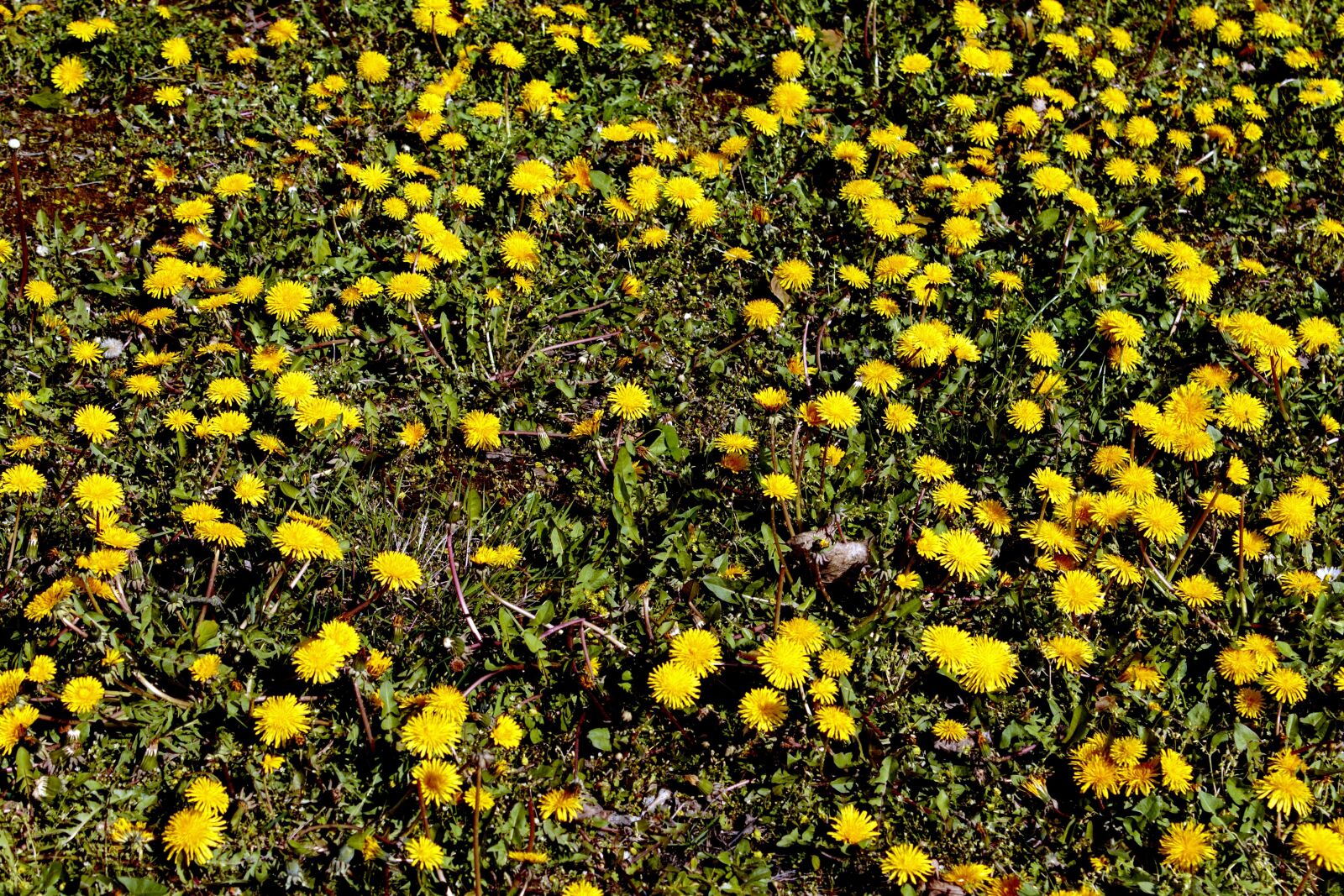Canon EOS 1100D (EOS Rebel T3 / EOS Kiss X50) sample photo. Dandelion, yellow flower, flowers photography