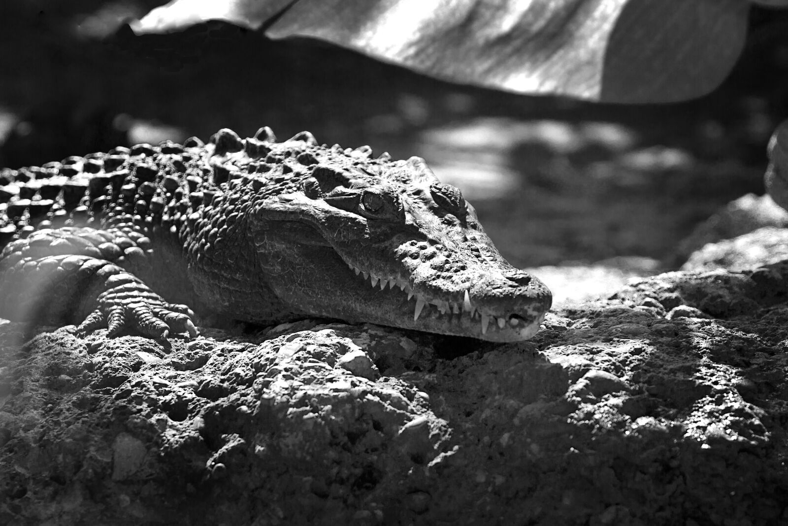 Canon EOS 7D + Canon EF 70-200mm F2.8L USM sample photo. Crocodile, alligator, animal photography