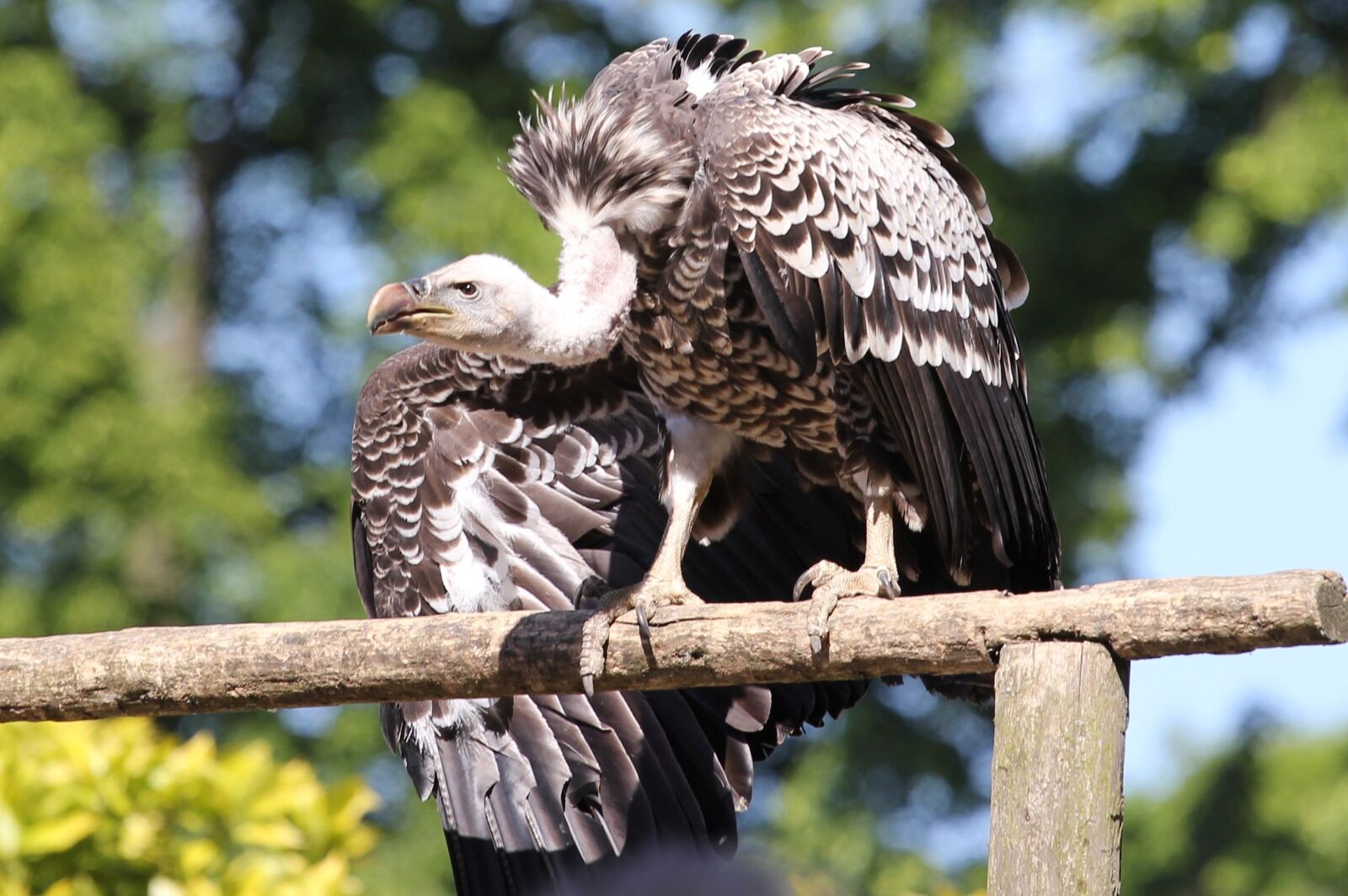Canon EOS 550D (EOS Rebel T2i / EOS Kiss X4) sample photo. Raptor, vulture, eagle photography