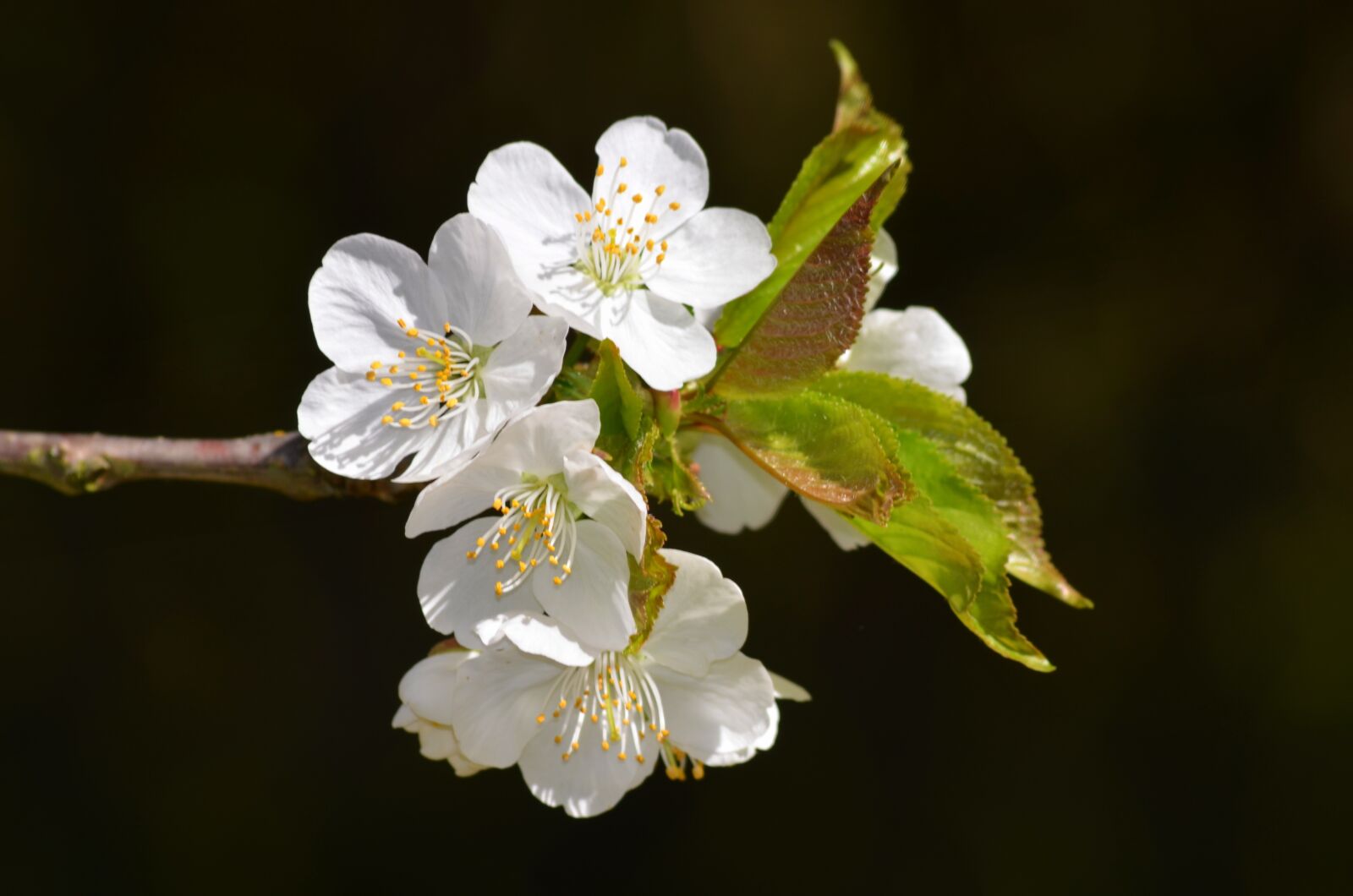 Nikon D5100 sample photo. Blossom, bloom, summer photography