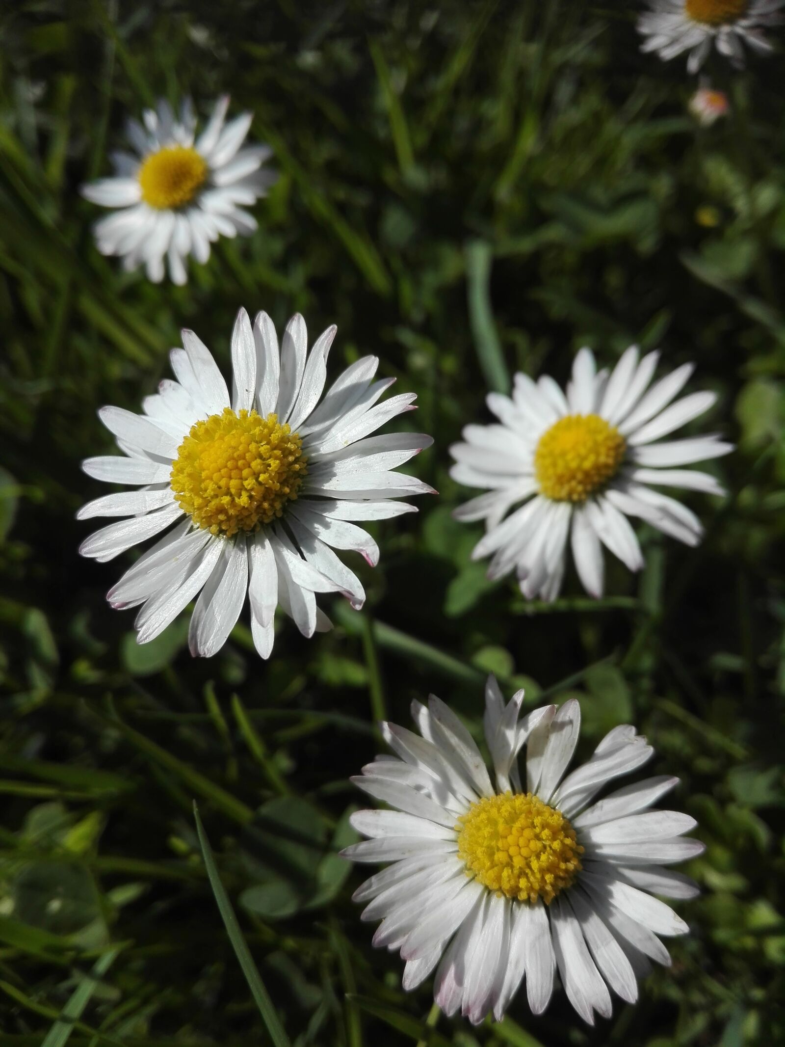 HUAWEI P8 Lite sample photo. Daisy, yellow, spring photography