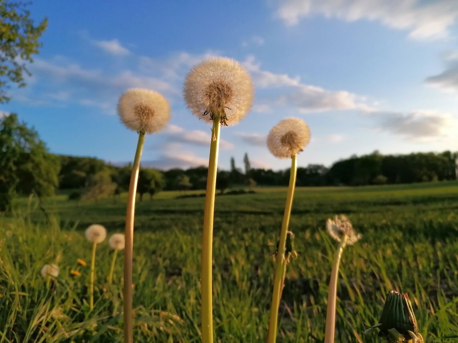 HUAWEI P30 LITE sample photo. Dandelion, flower, spring photography