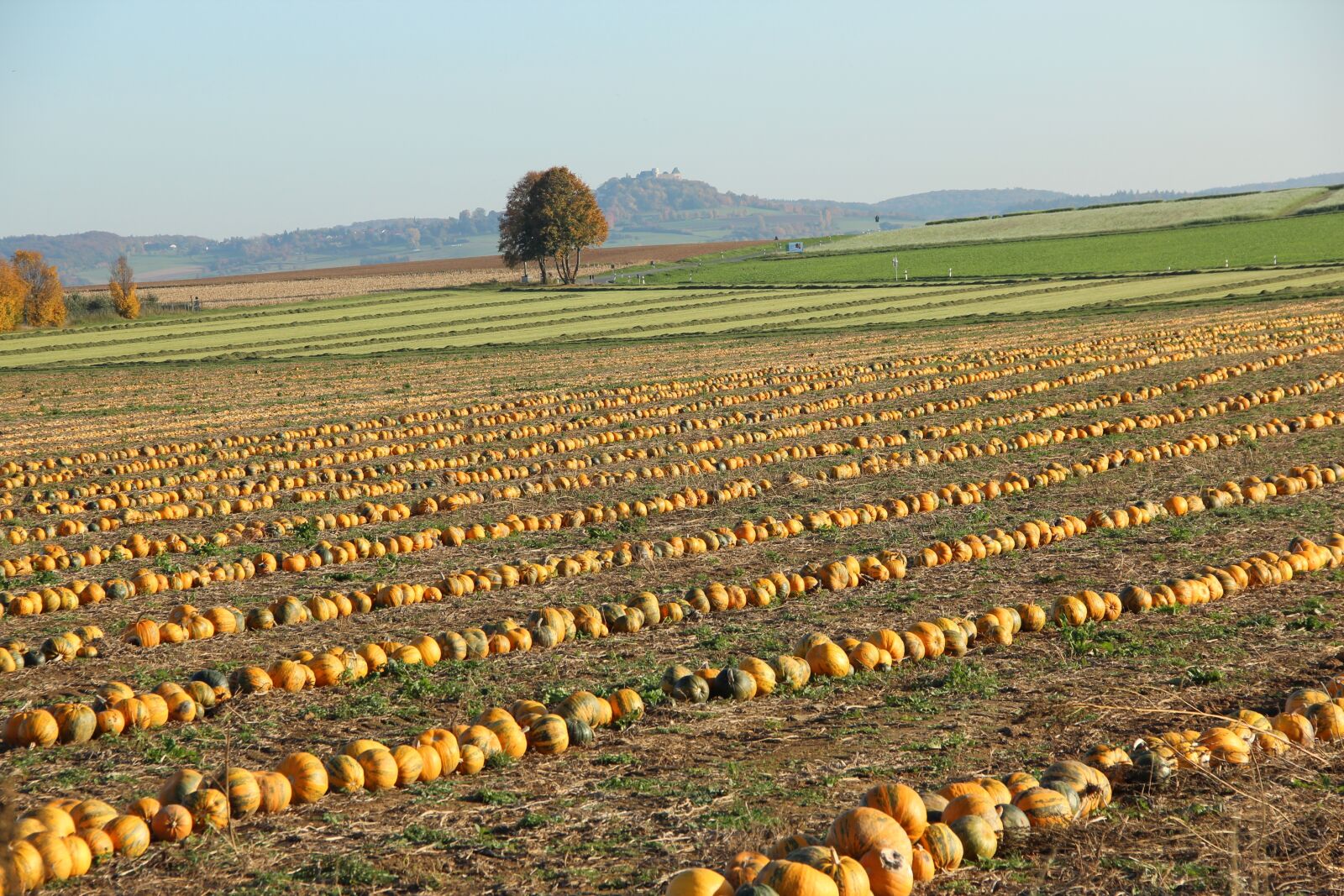 Canon EOS 600D (Rebel EOS T3i / EOS Kiss X5) sample photo. Agriculture, pumpkin box, autumn photography