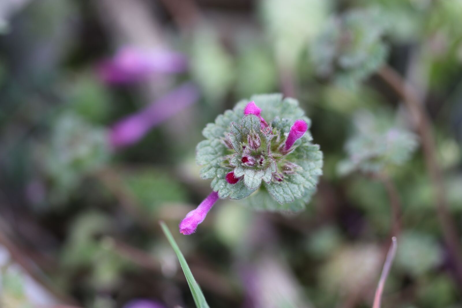 Canon EOS 70D + Canon EF 100mm F2.8 Macro USM sample photo. Green, pink, flower photography