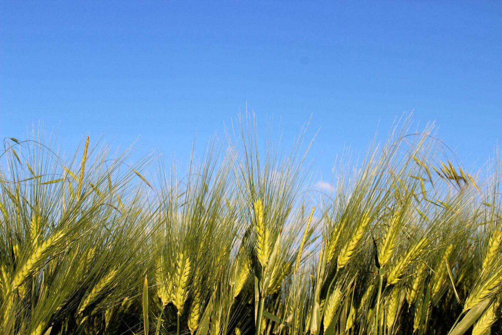 Растение из злаков 5. Злаковые Poaceae. Ксерофитам хлебные злаки. Пшеница. Злаки пшеница.