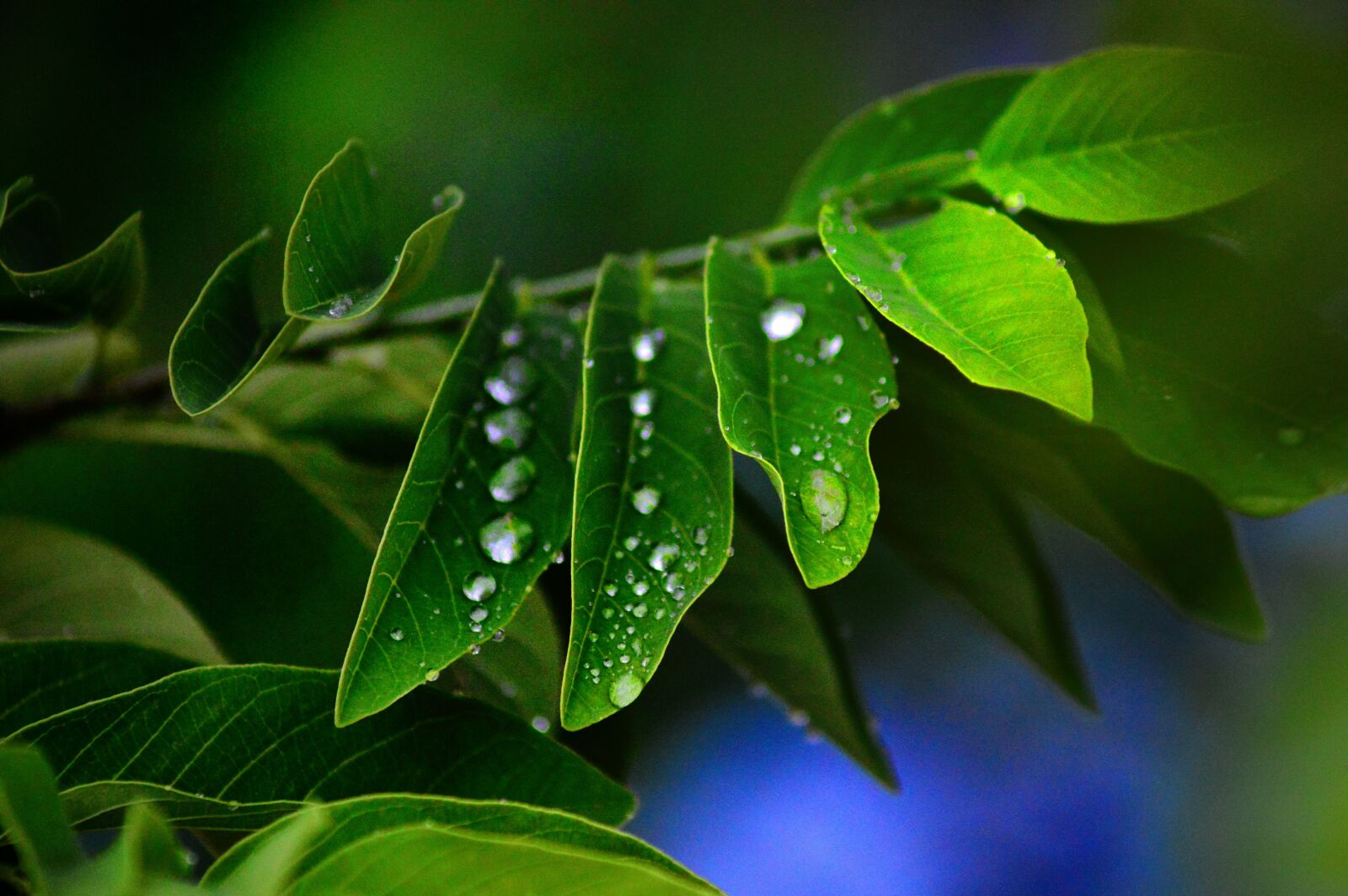 Nikon D3200 sample photo. Leaves, green, plant photography