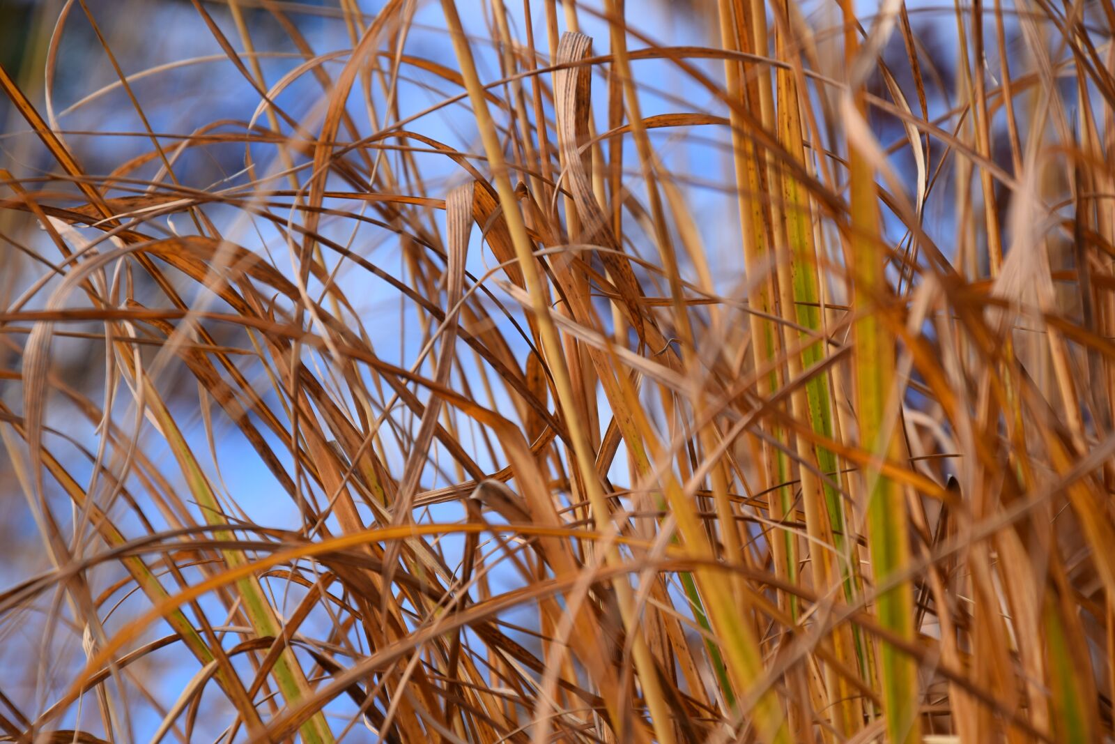 Nikon D5300 sample photo. Autumn, grass, grasses photography