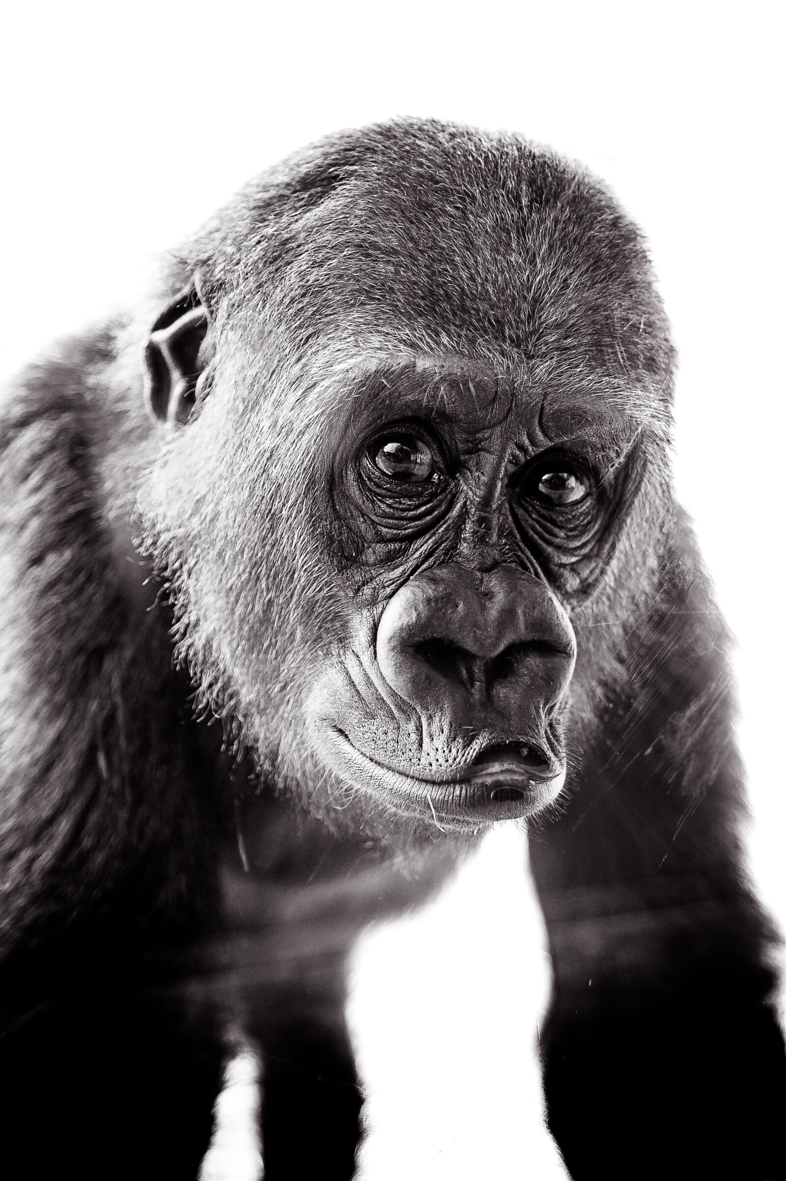 Nikon D700 sample photo. Monkey, gorilla, m photography