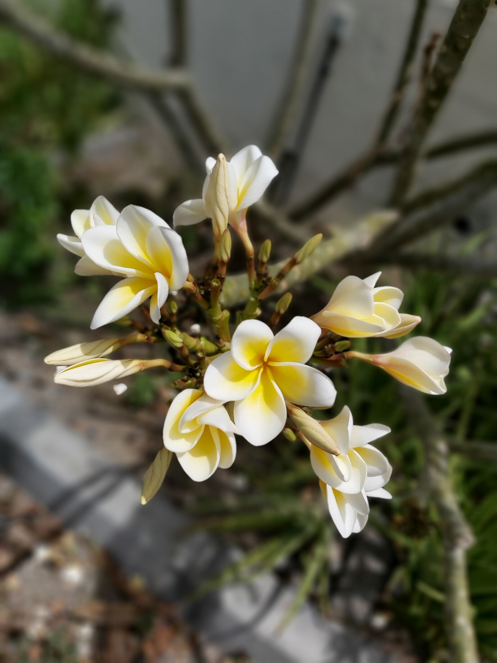 Samsung Galaxy A70 sample photo. Palm sunday, ramadan mubarak photography