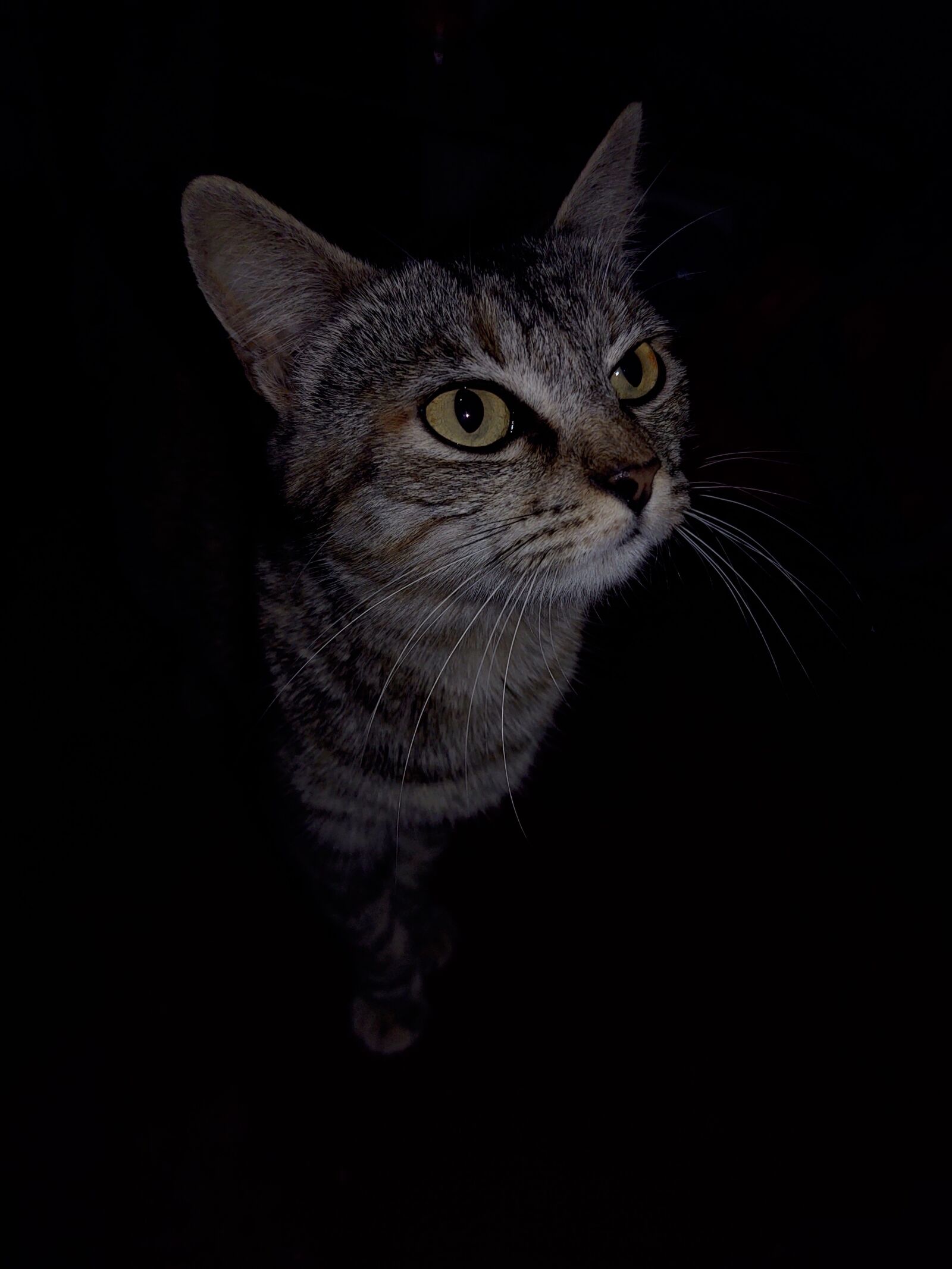 Motorola ONE ZOOM sample photo. Cat, the cat in photography