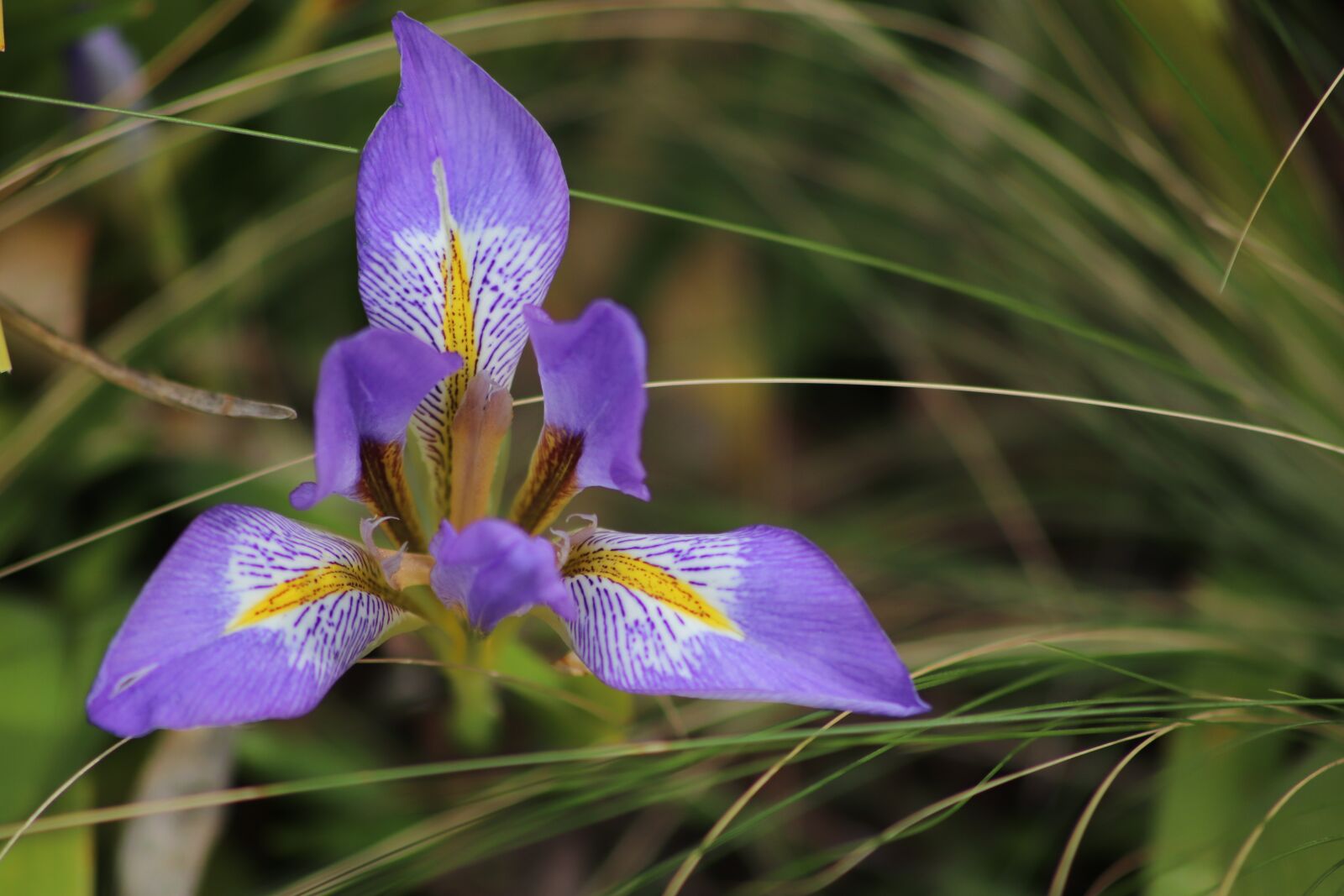 Canon EOS 800D (EOS Rebel T7i / EOS Kiss X9i) sample photo. Iris, flowers, spring photography