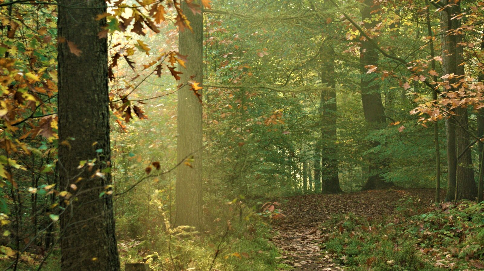 Sony Alpha DSLR-A350 sample photo. Fog, autumn, forest photography