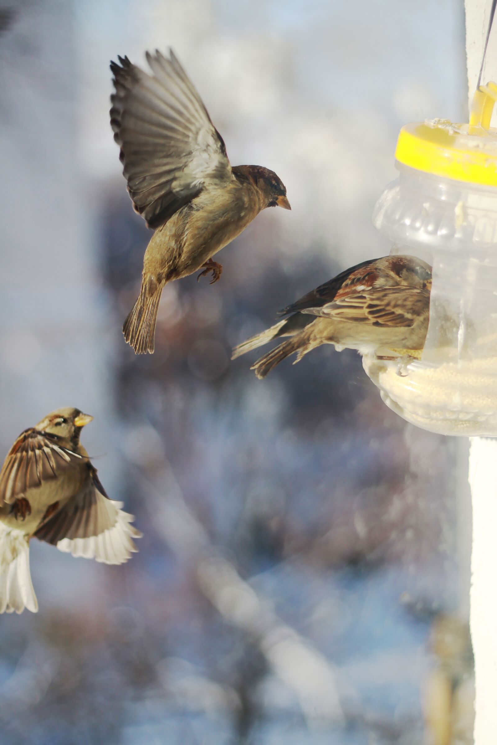 Canon EOS 50D sample photo. Sparrows, winter, russia photography