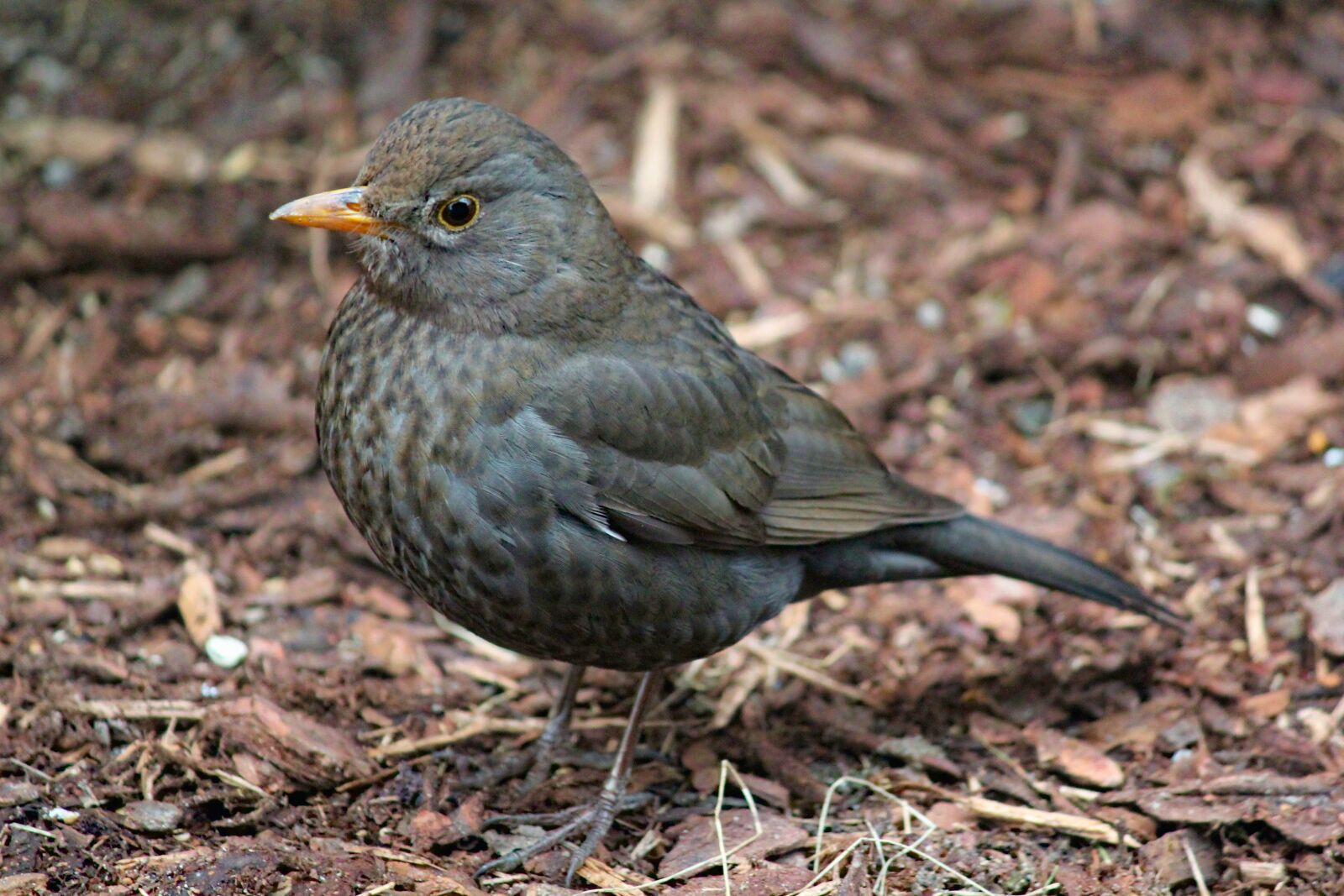 Canon EOS 550D (EOS Rebel T2i / EOS Kiss X4) sample photo. Bird, thrush, black photography