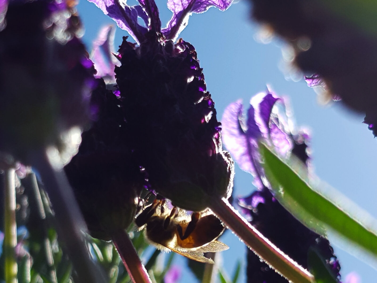 Samsung Galaxy S8 sample photo. Bee, bee, drinking, bee photography