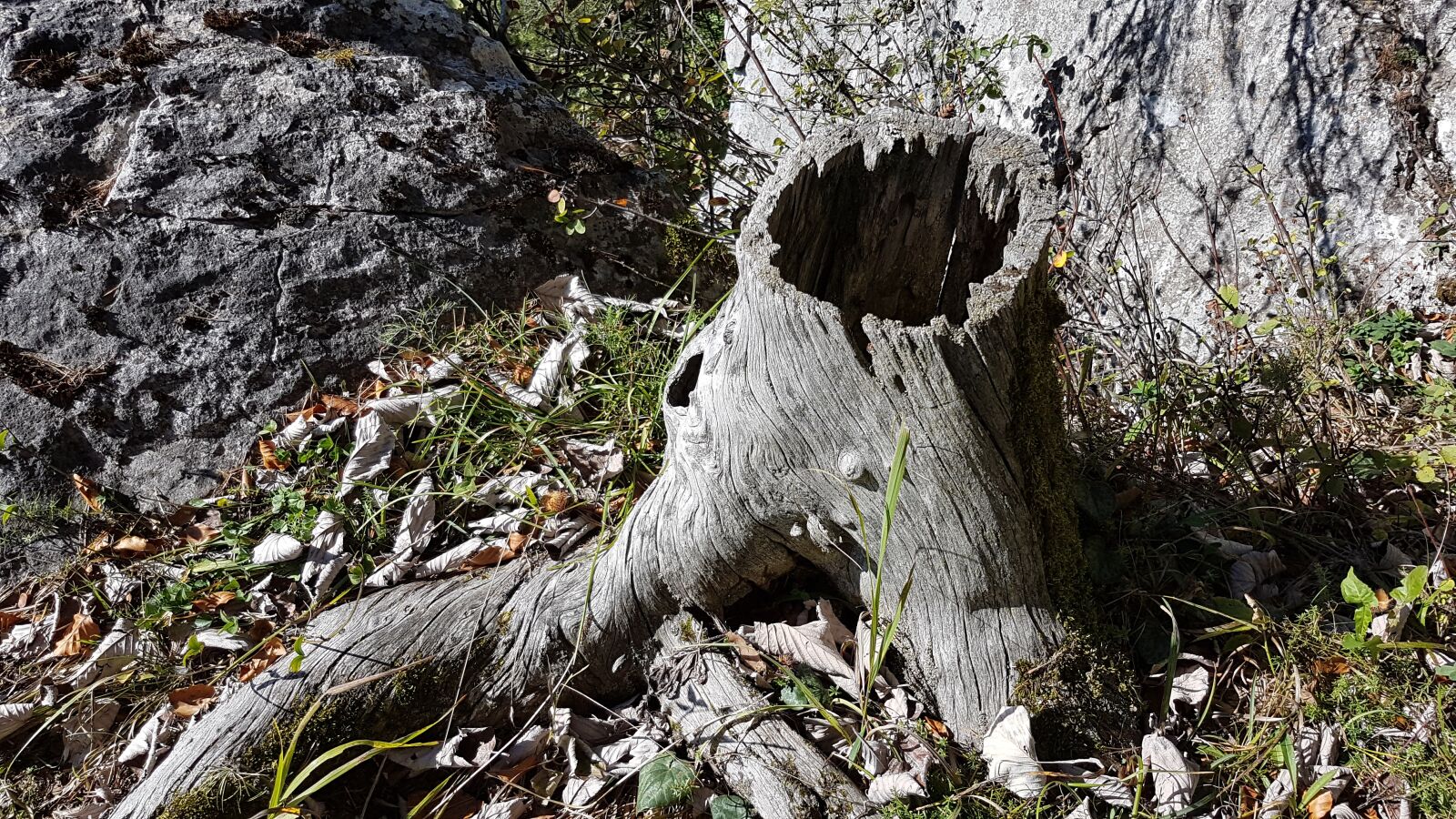 Samsung Galaxy S7 sample photo. Tree stump, log, hollow photography