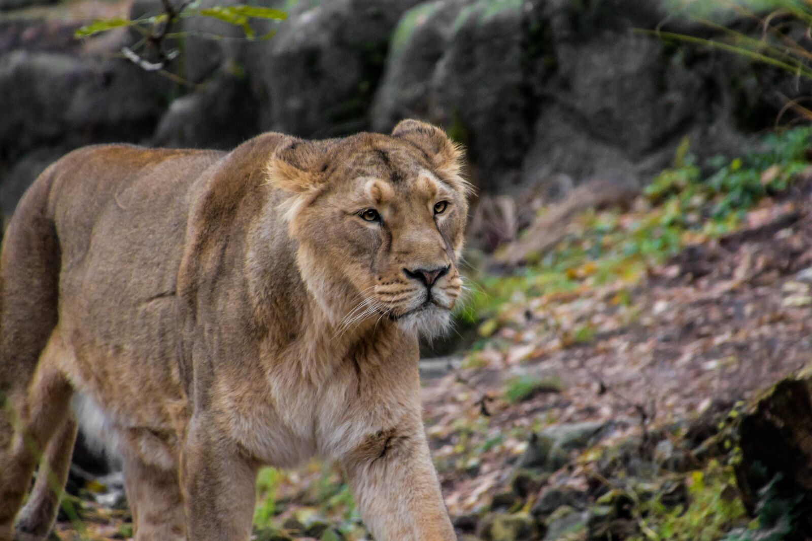 Canon EOS 70D sample photo. Lioness, leo, animal photography