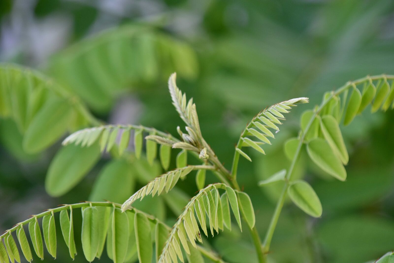 Nikon D5500 sample photo. Green leaves, tree, flora photography