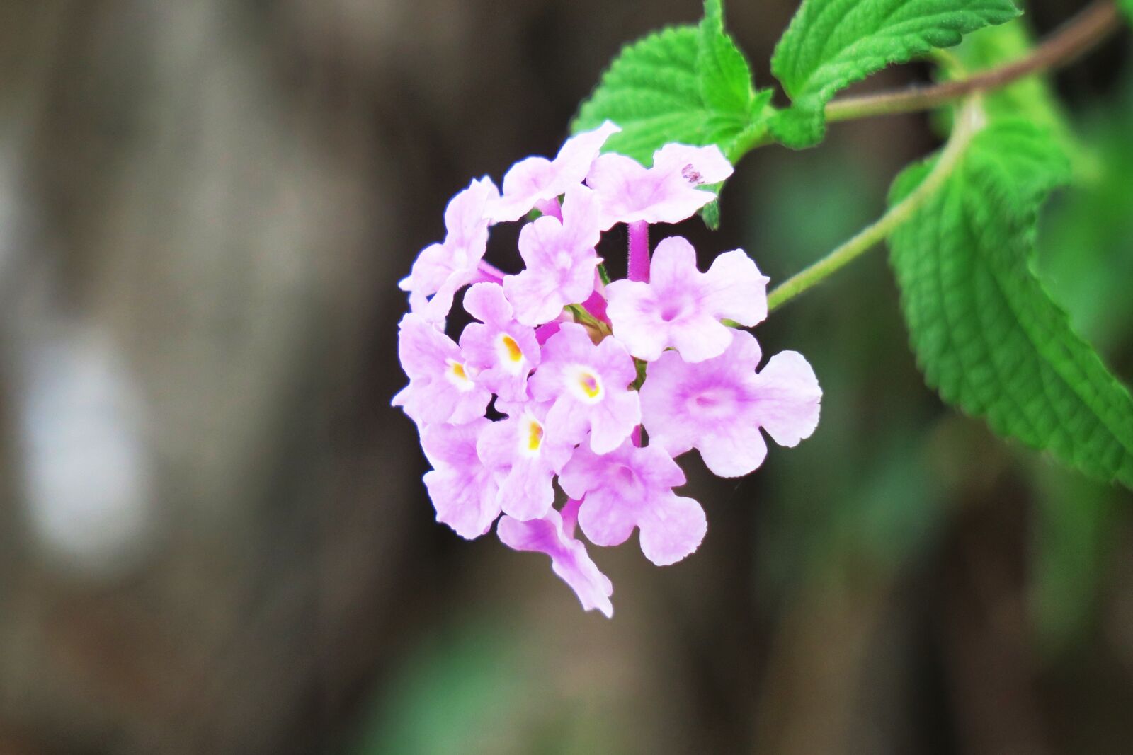 Canon PowerShot G3 X sample photo. Nature, flower, plant photography