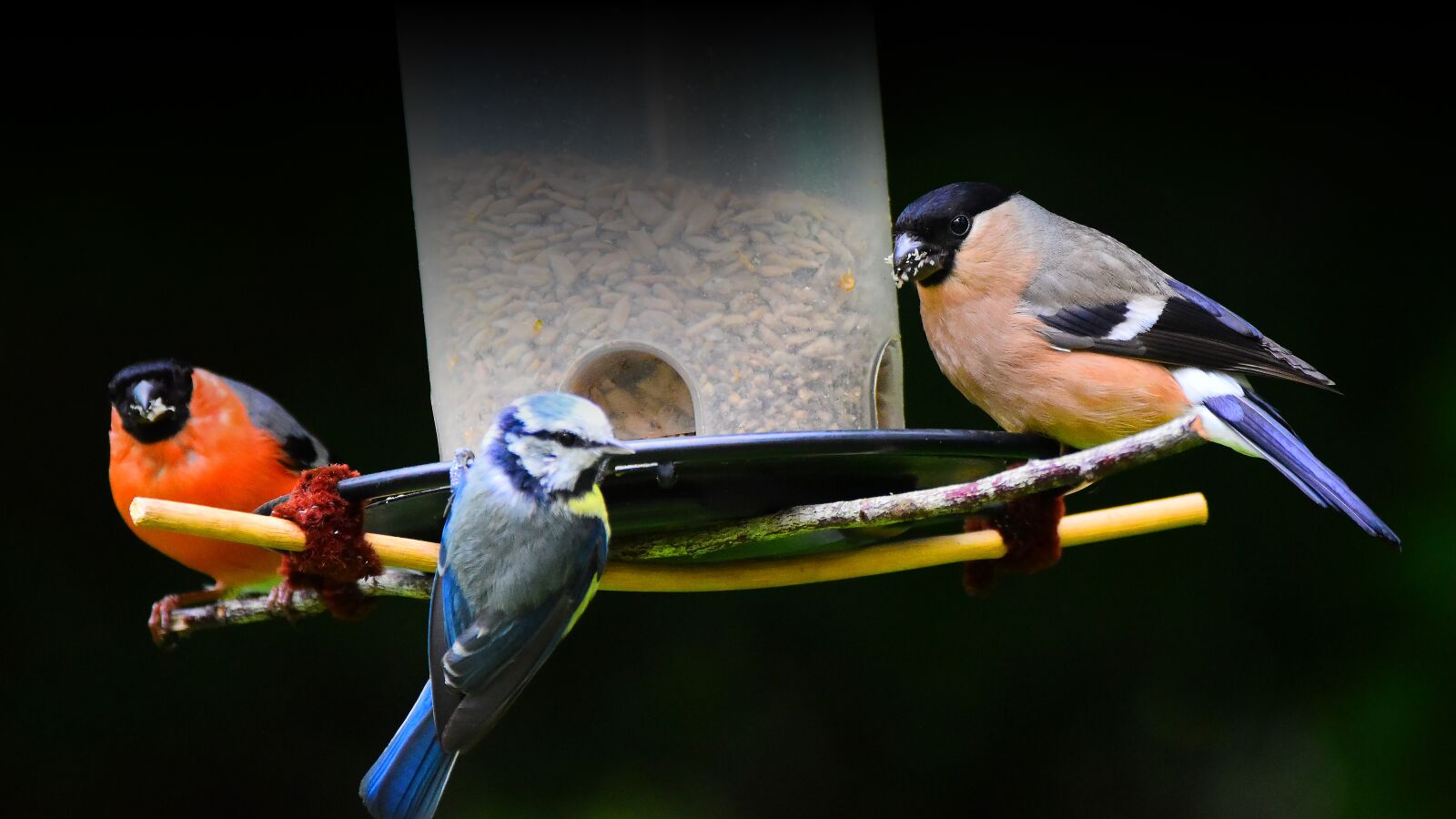 Nikon D3500 sample photo. Exotic, bird, birds photography