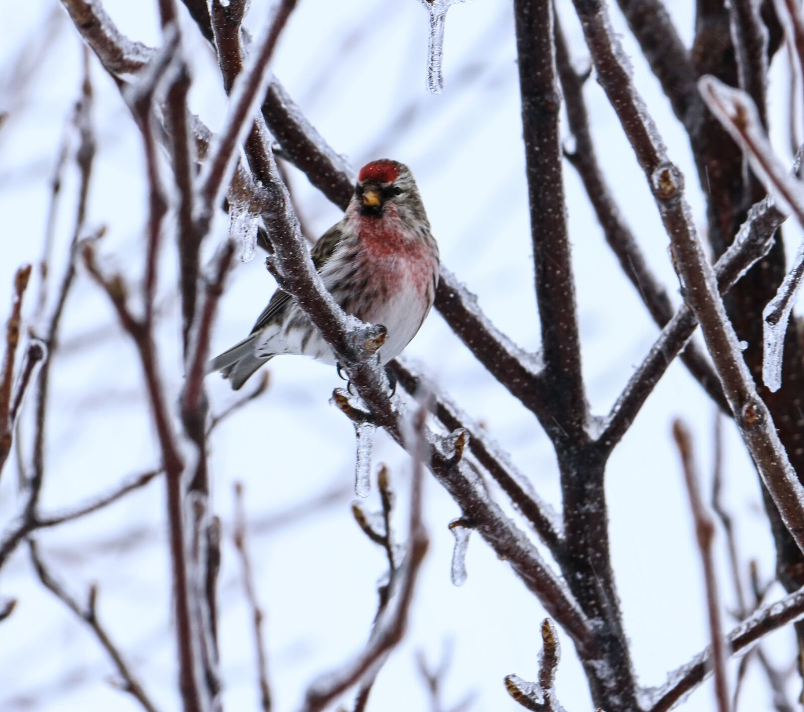 Canon EOS 750D (EOS Rebel T6i / EOS Kiss X8i) sample photo. Redpoll, bird, winter photography