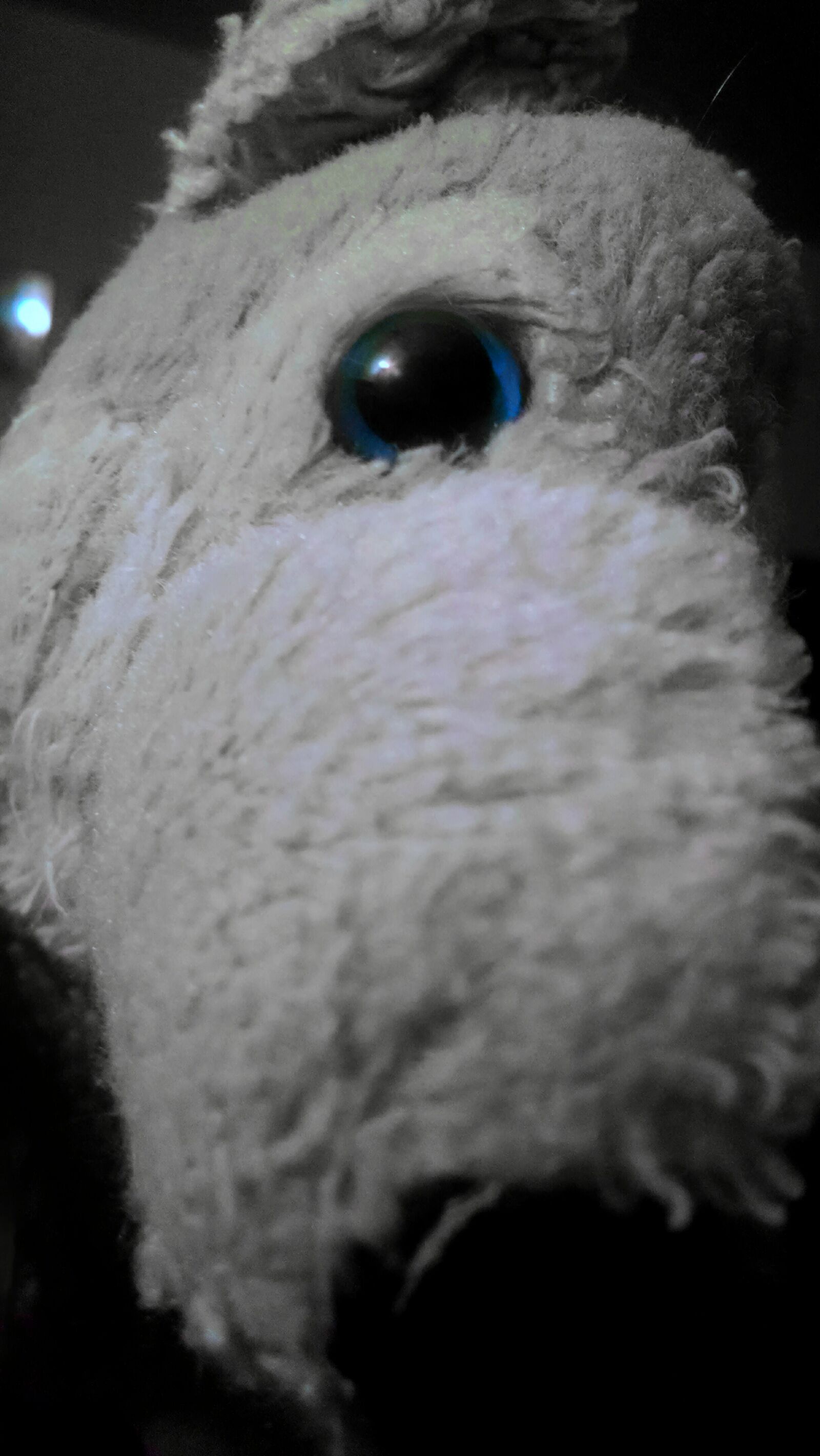 Motorola Moto X (1st Gen) sample photo. Dog, night, stuffed, animal photography