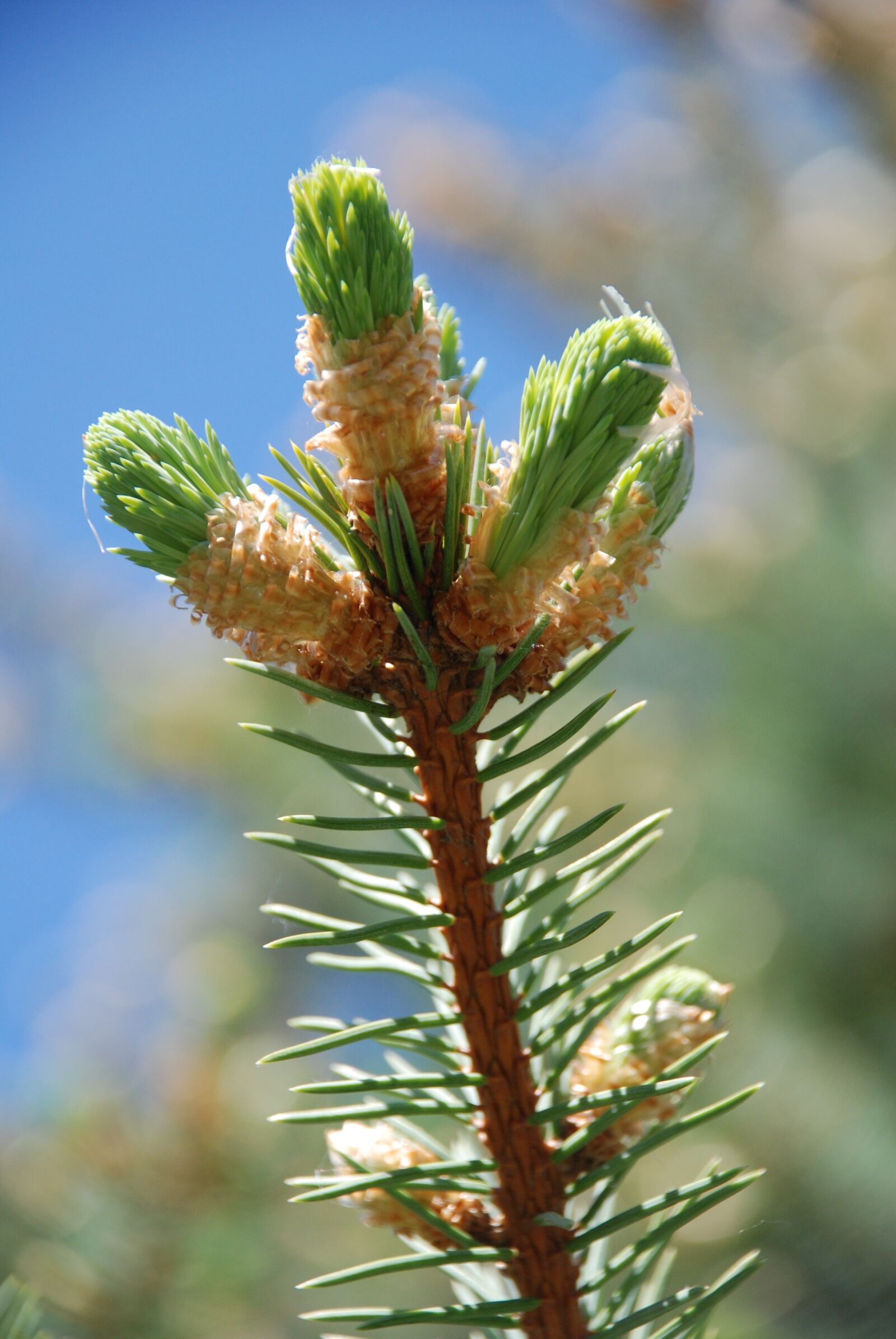 Nikon D80 sample photo. Spring, spruce, the puck photography