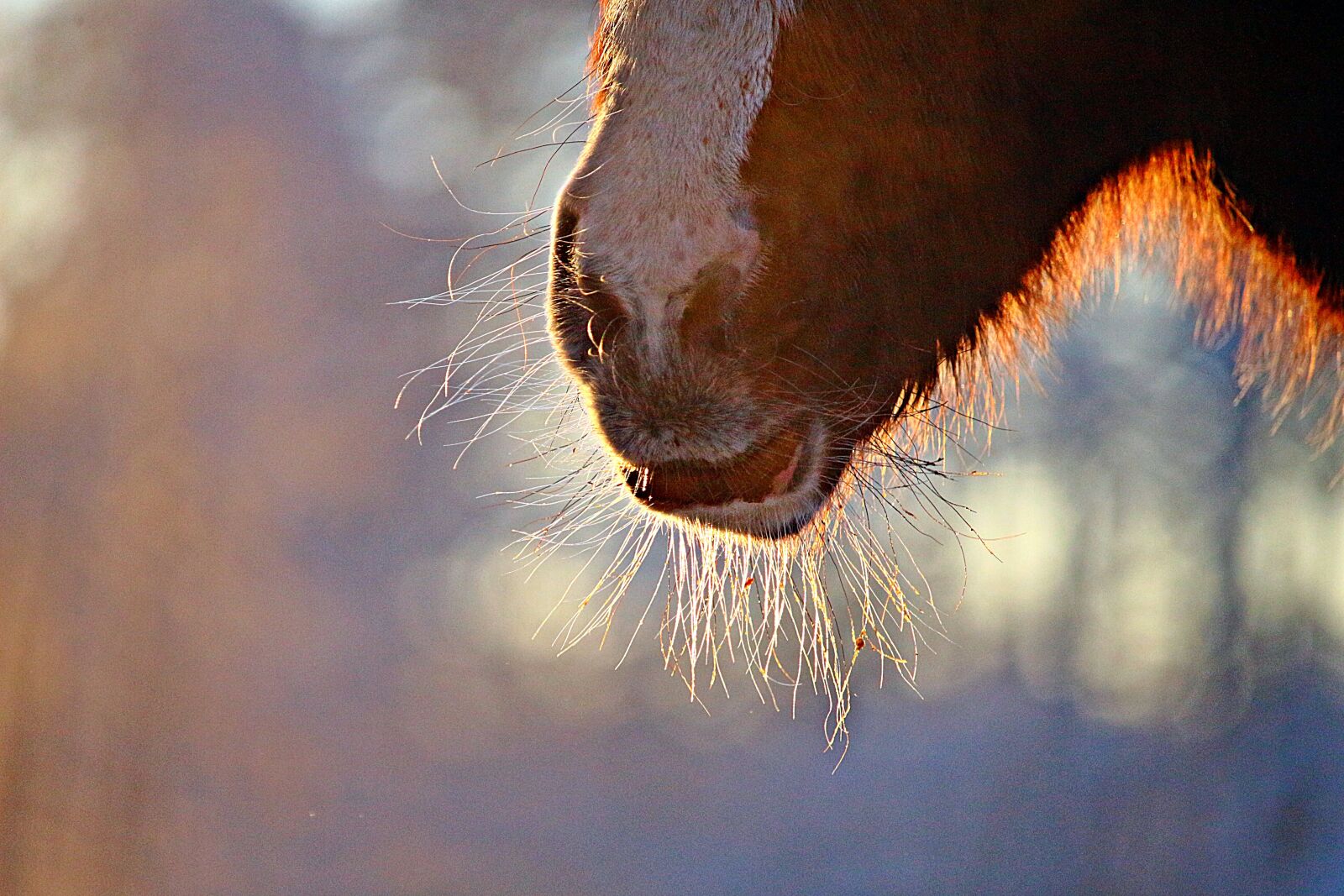 Canon EOS 100D (EOS Rebel SL1 / EOS Kiss X7) sample photo. Horse, foal, thoroughbred arabian photography