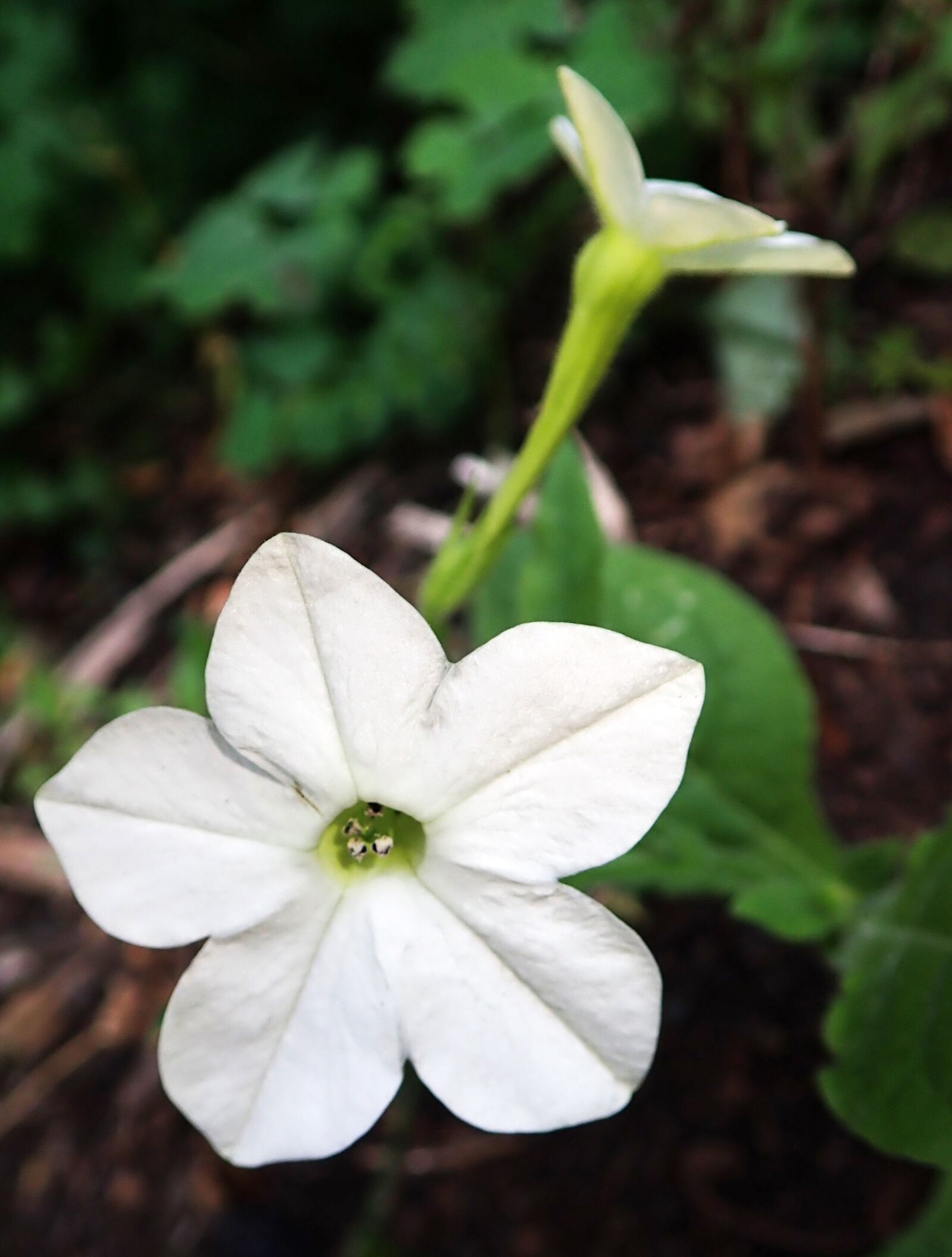 Olympus TG-5 sample photo. Tobacco, white, flower photography