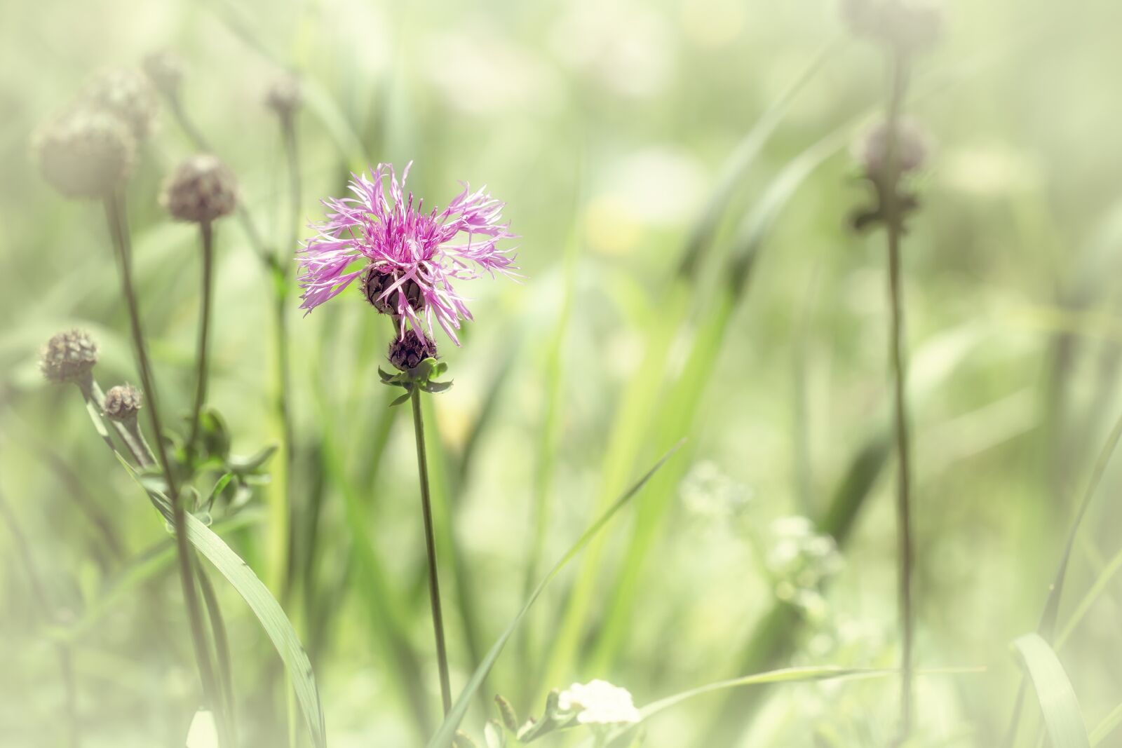 Nikon D7100 sample photo. Summer, summer meadow, natural photography