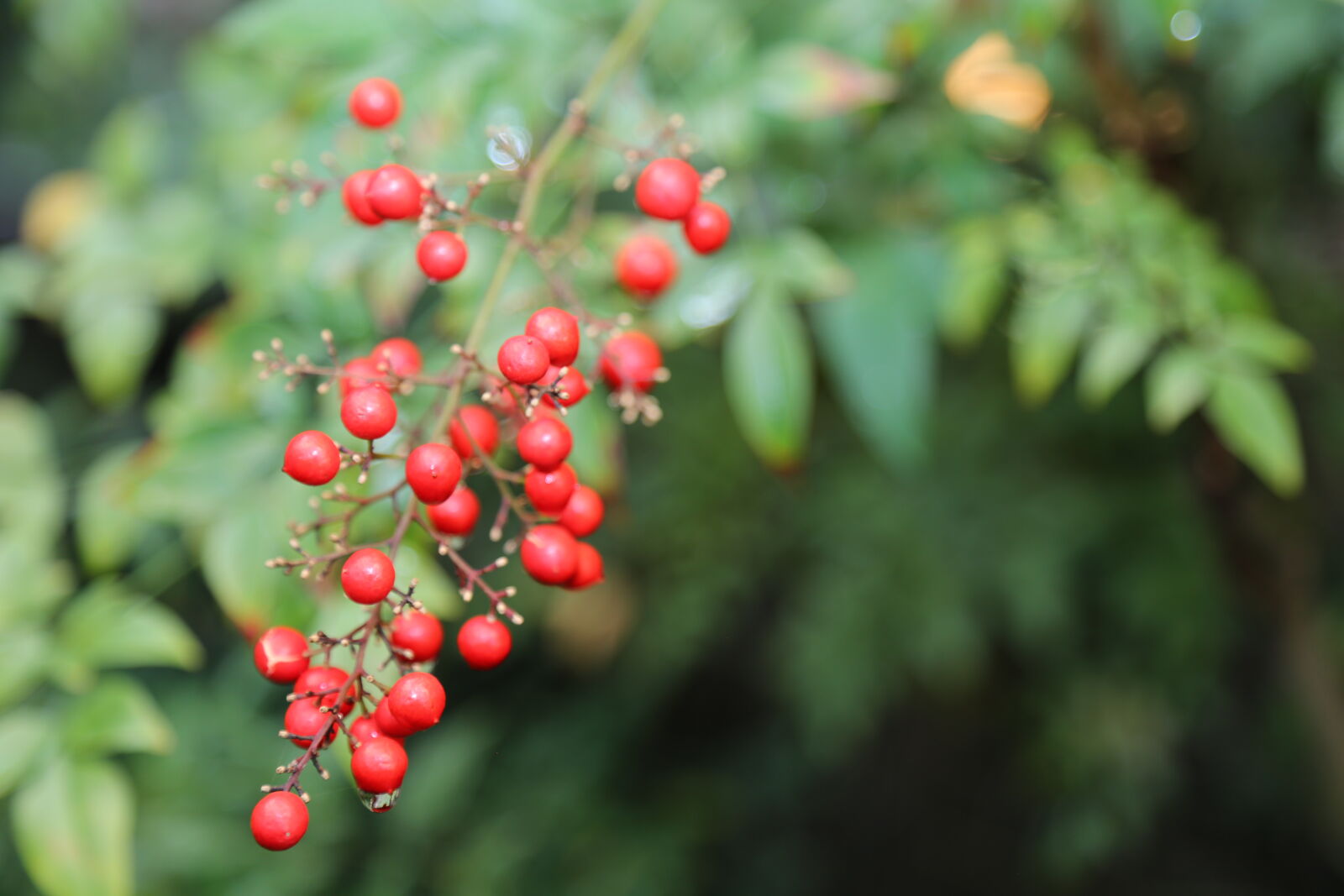 Canon EOS 6D sample photo. Monsoon, nature, tropical, fruit photography