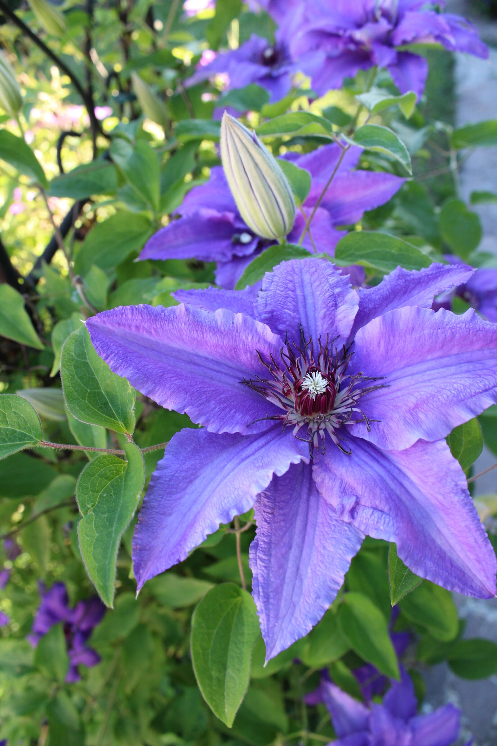 Canon EOS 1300D (EOS Rebel T6 / EOS Kiss X80) sample photo. Purple, green, flower photography