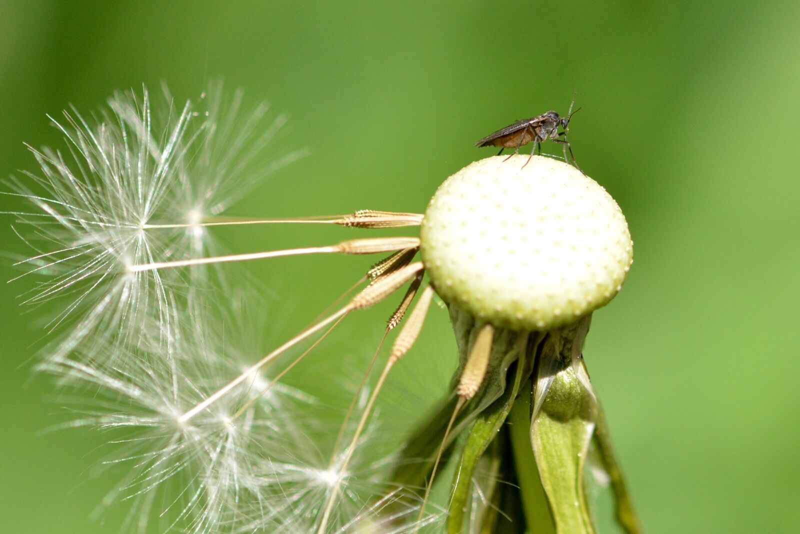 Nikon D5200 sample photo. Dandelion, insect, close up photography