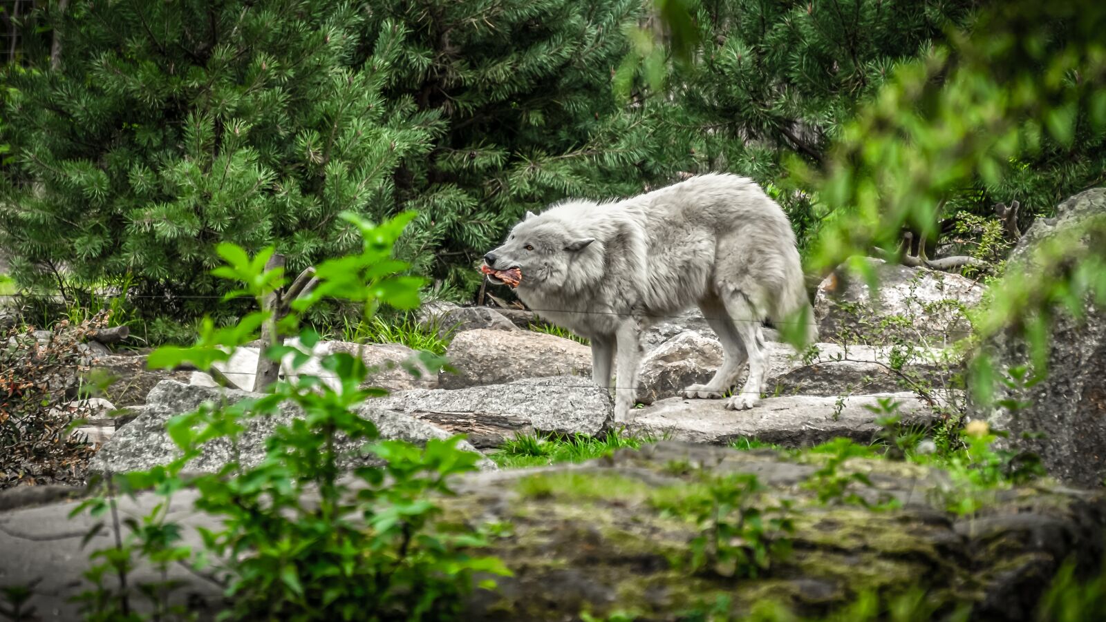 Sony E 55-210mm F4.5-6.3 OSS sample photo. Wolf, animal, predator photography