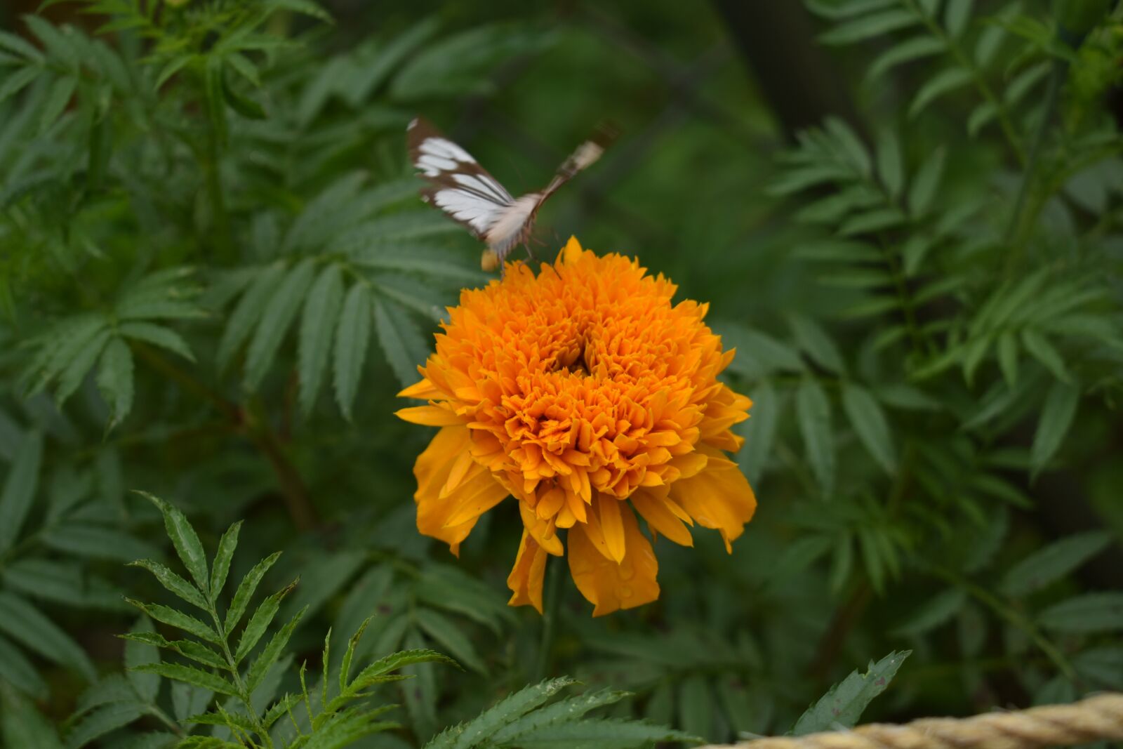 Nikon D3400 sample photo. Flower, marigold, butterfly photography