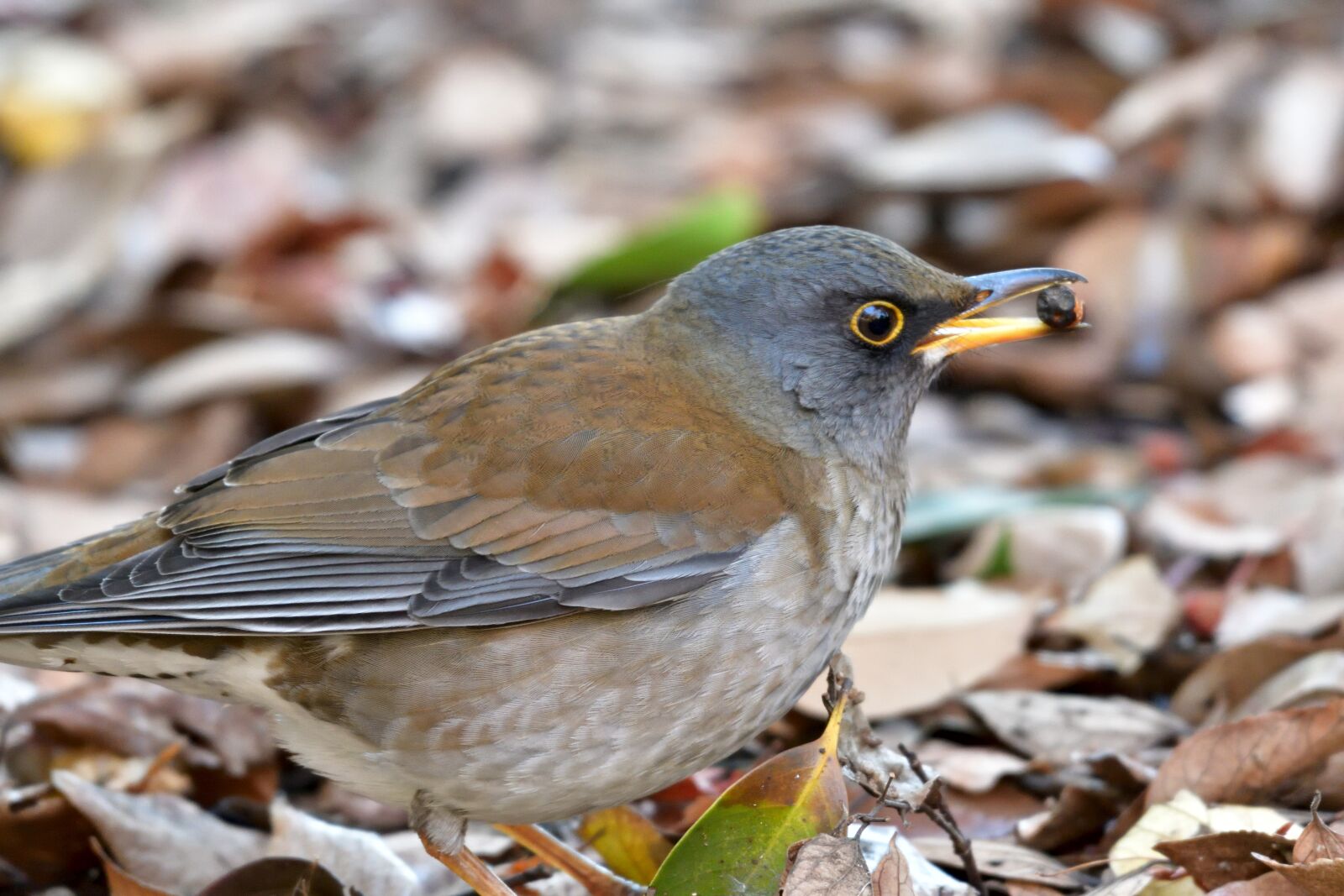 Nikon D500 sample photo. Natural, wild animals, bird photography
