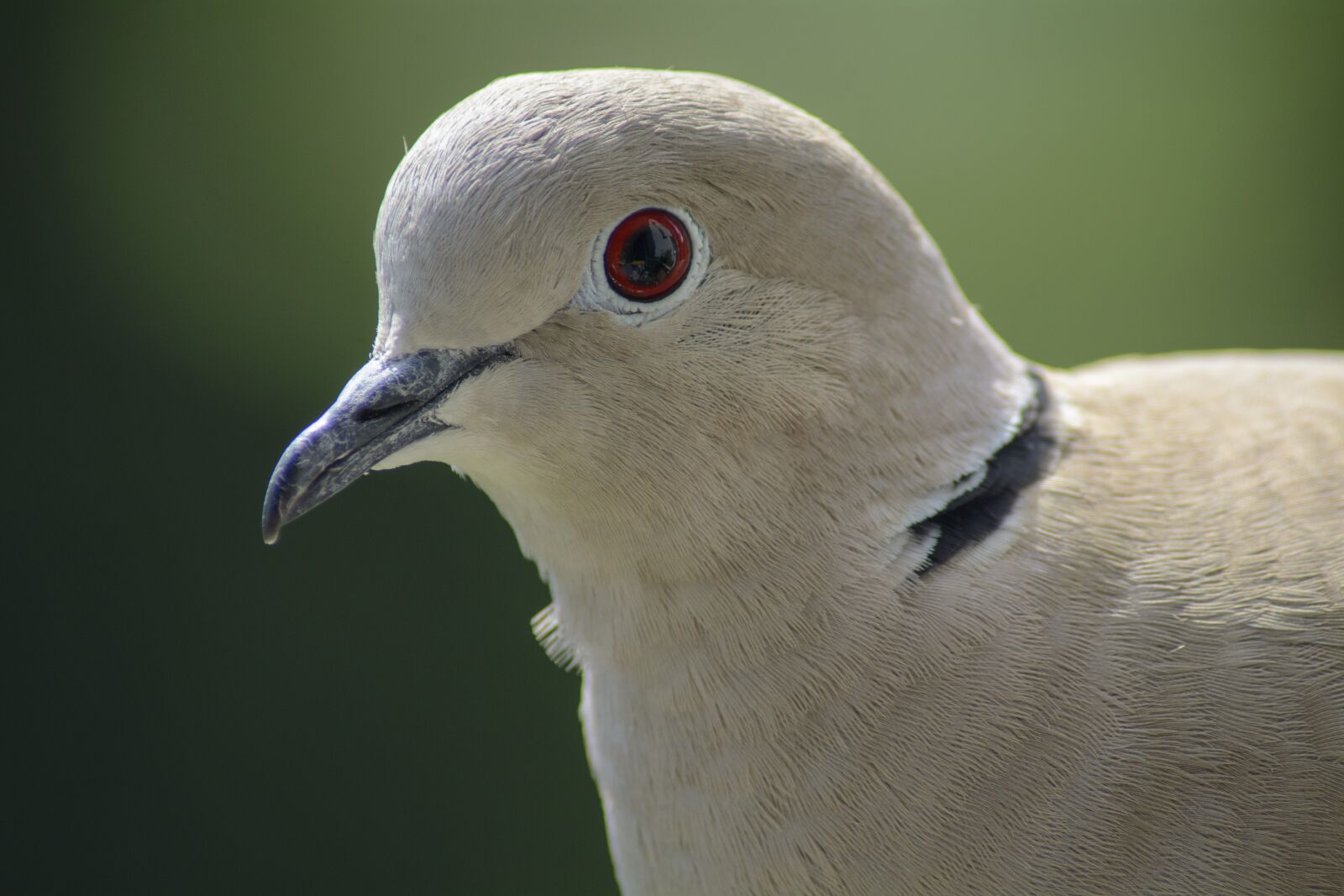 Nikon D7100 sample photo. Dove, collared, portrait photography