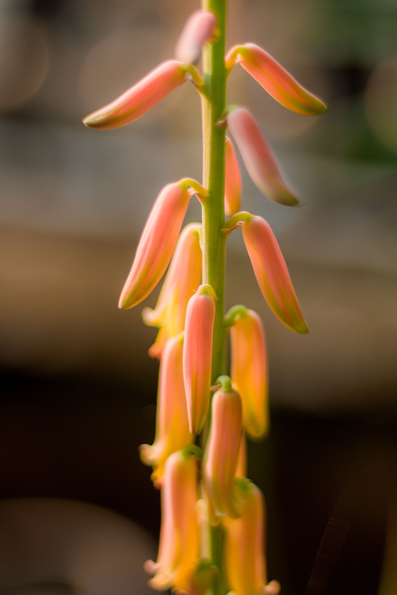 Canon EOS 700D (EOS Rebel T5i / EOS Kiss X7i) + Canon EF 50mm F1.8 STM sample photo. Elite, flower, wonderful photography