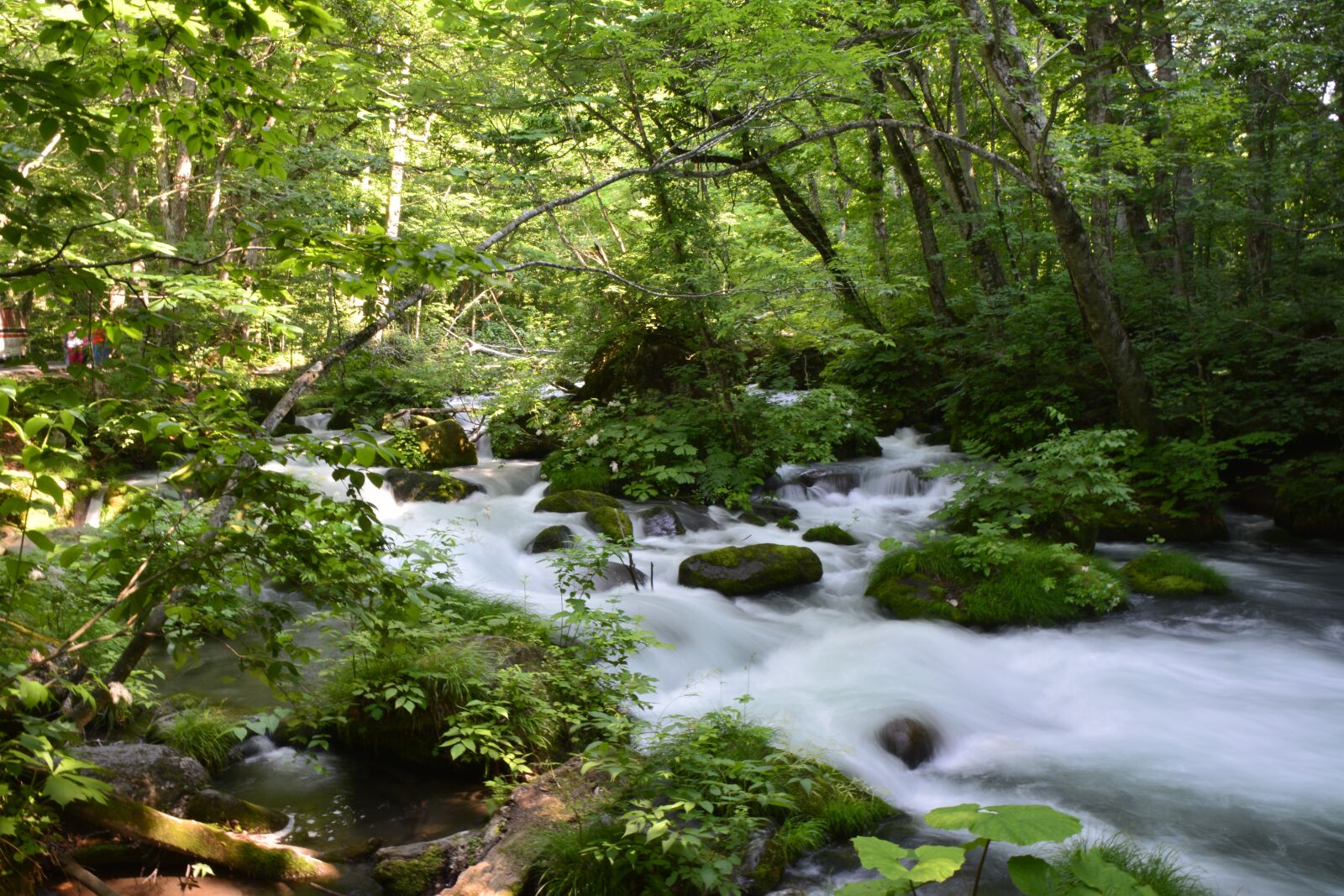 Nikon D5200 sample photo. Japan, green, nature photography