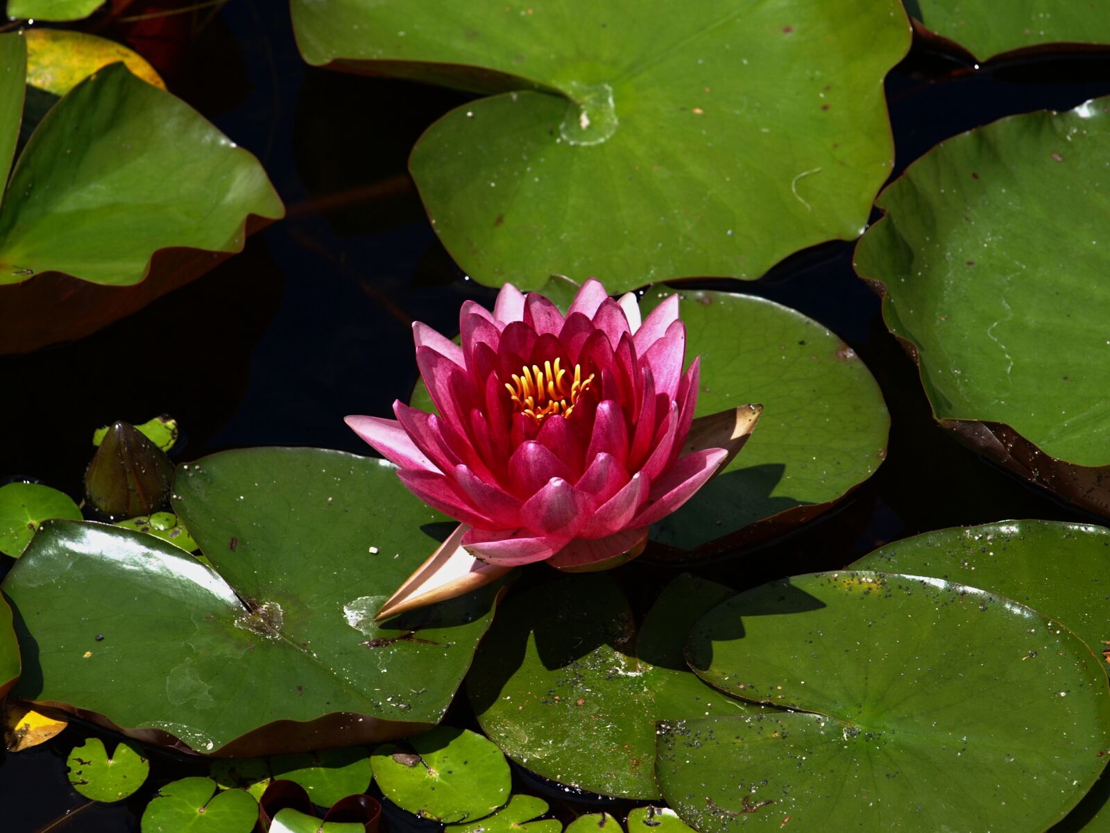 Olympus E-510 (EVOLT E-510) sample photo. Waterlily, water, nature photography