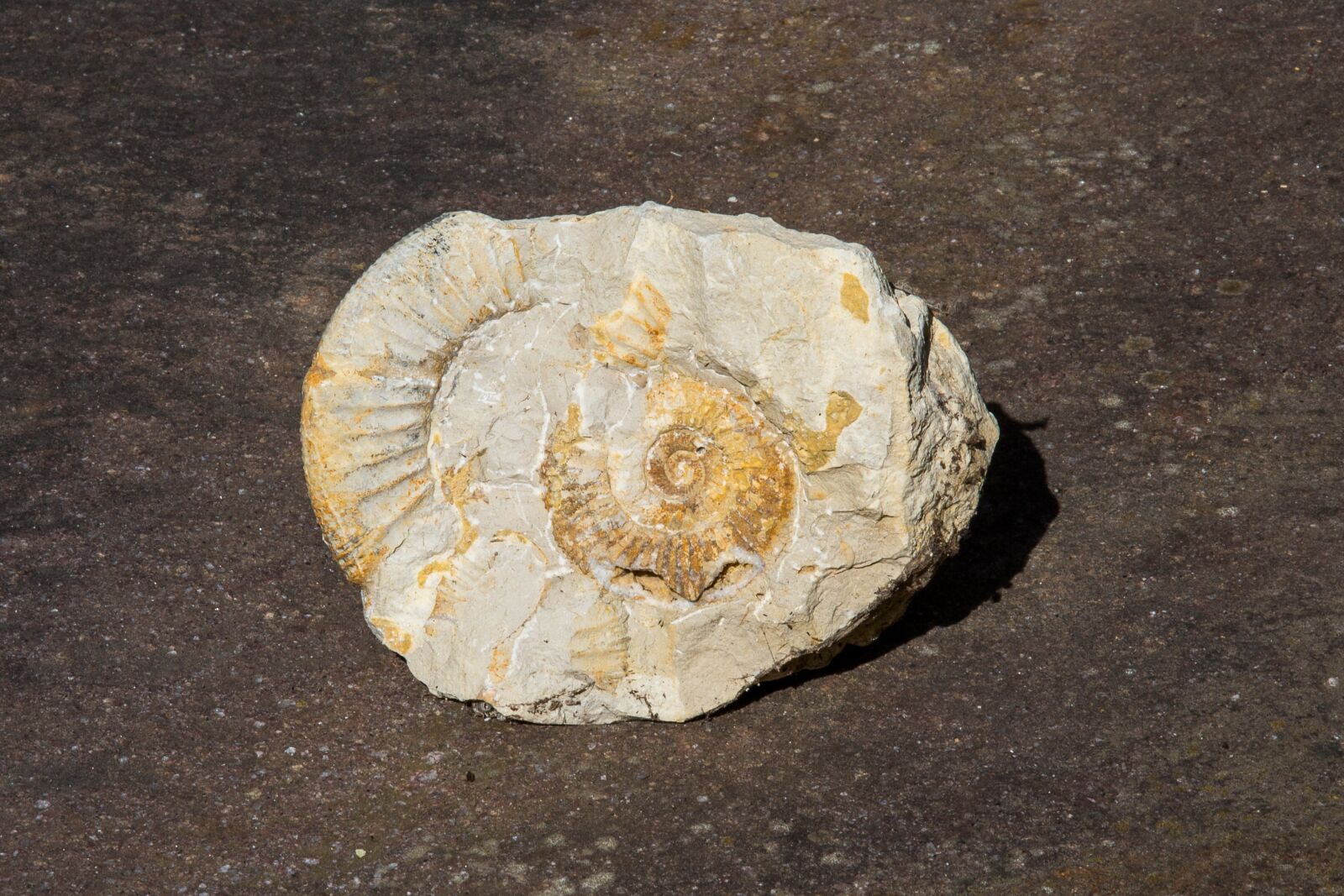 Canon EOS 5D Mark III sample photo. Ammonit, petrification, fossil photography